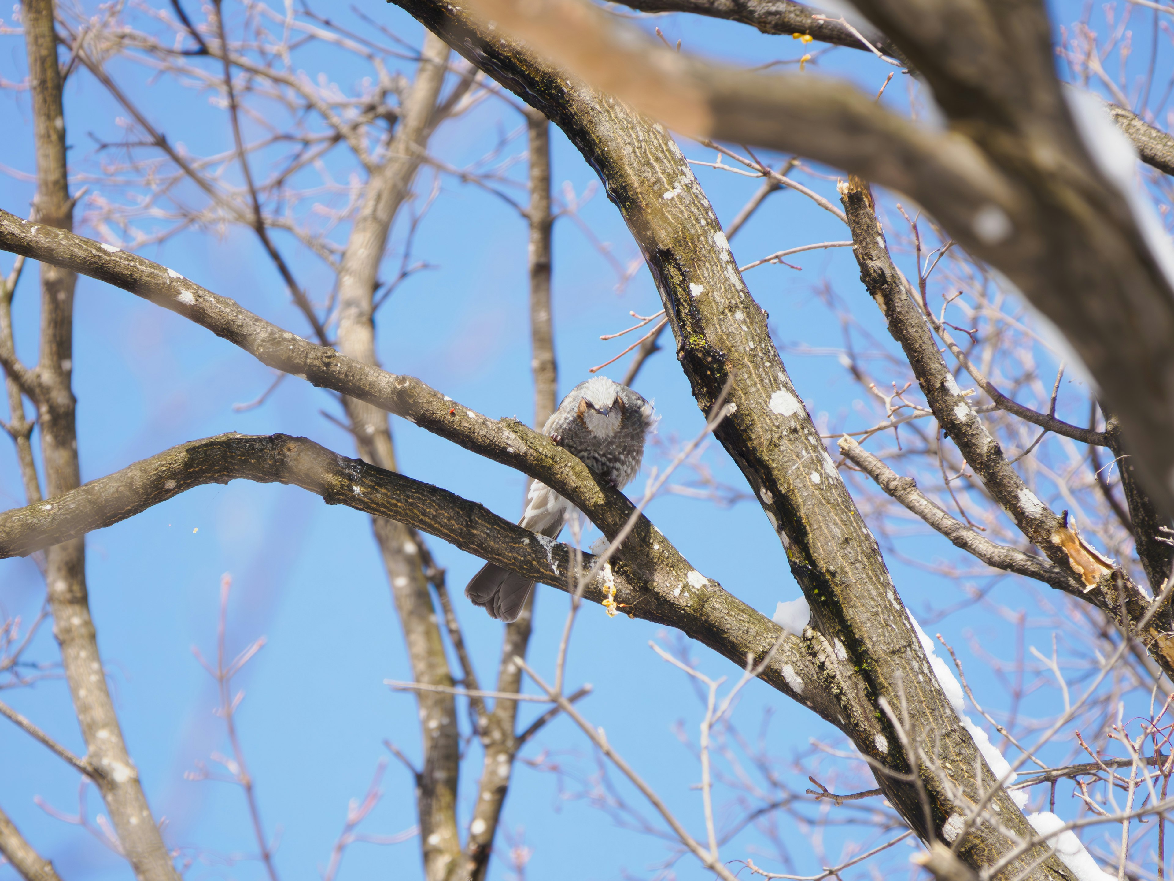 Gray bird perched on a branch under a blue sky