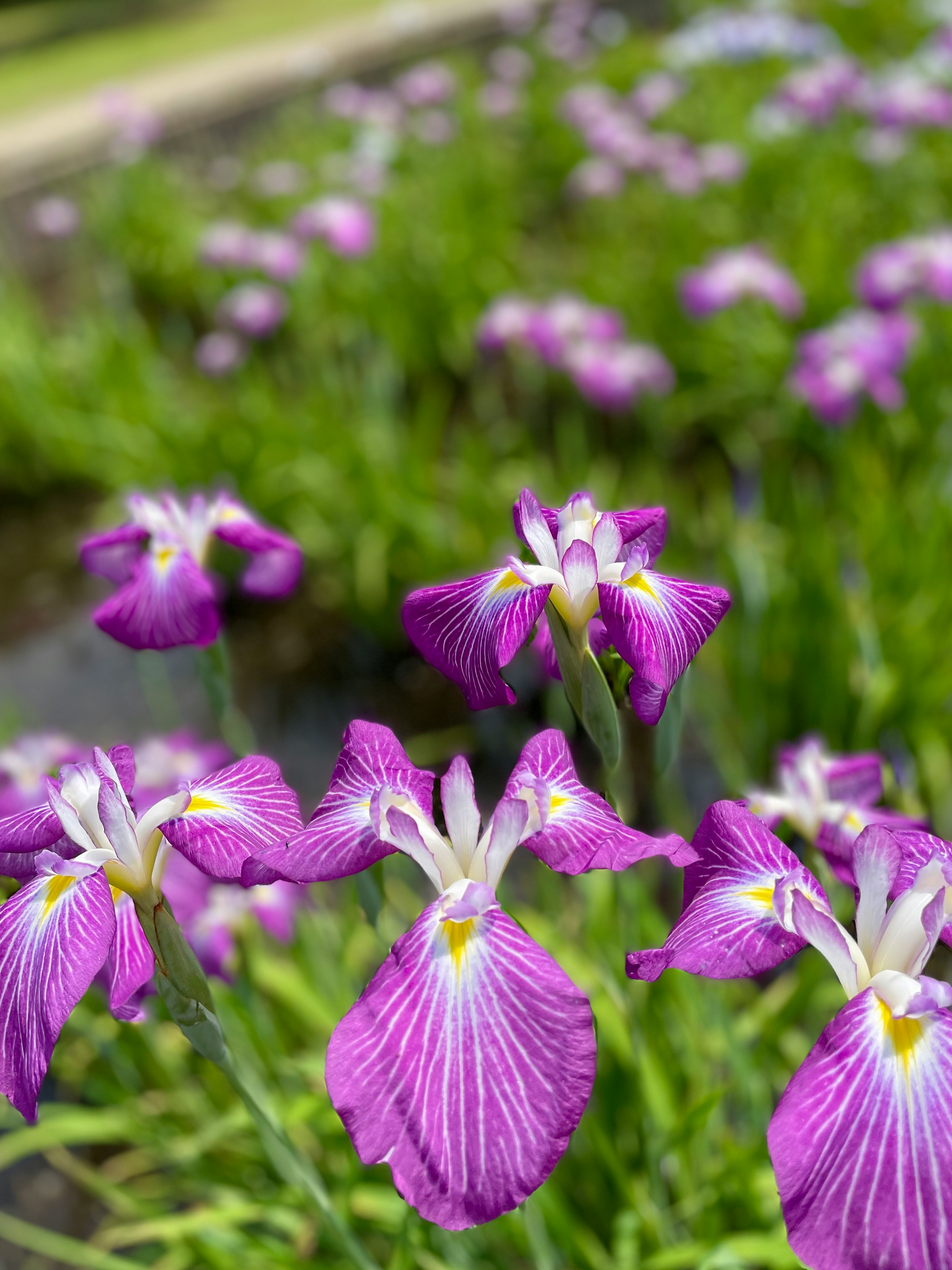 紫色の花が咲く湿地帯の中のアヤメのクローズアップ