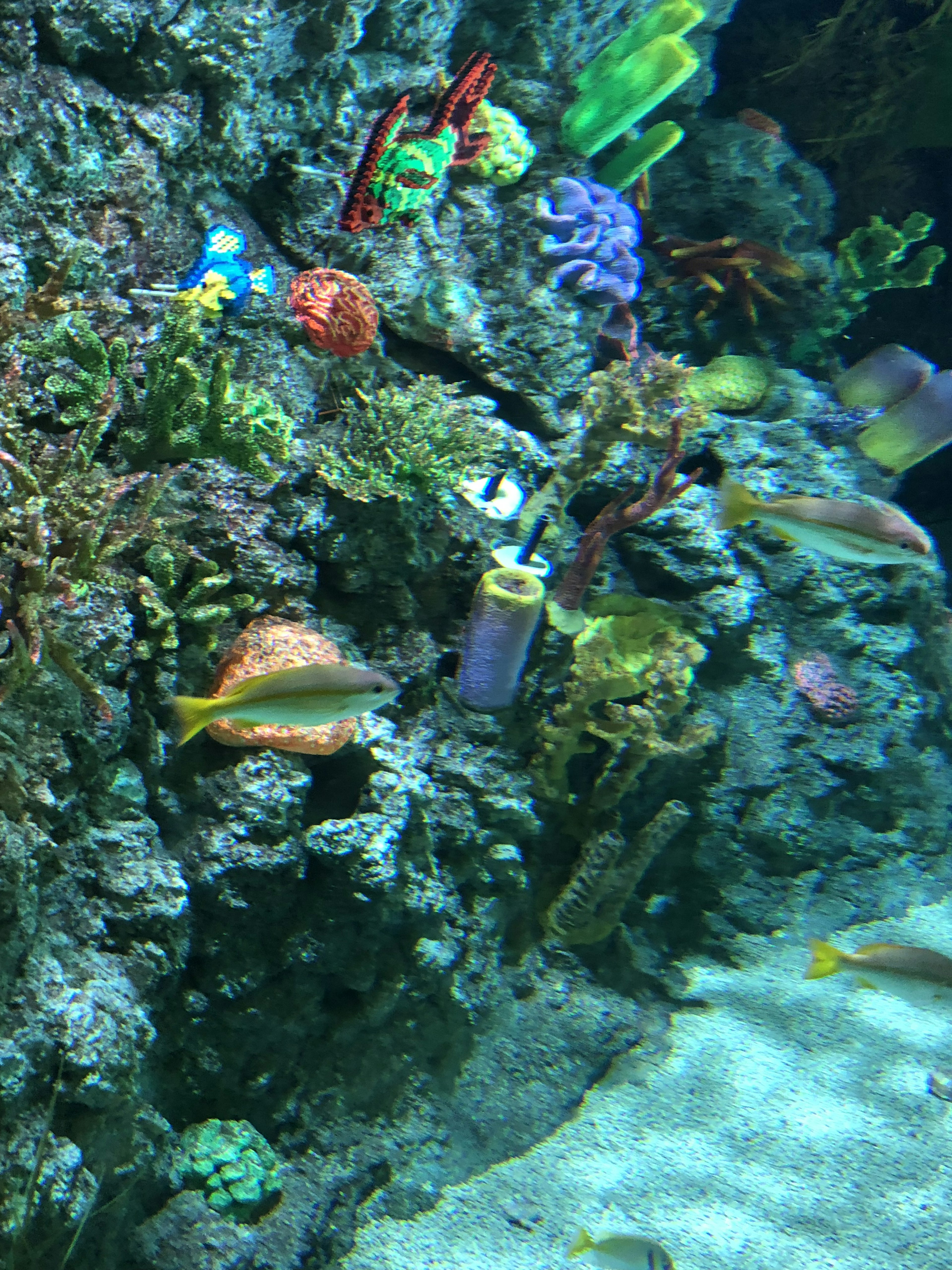 Lebendige Unterwasserszene mit bunten Korallen und schwimmenden Fischen