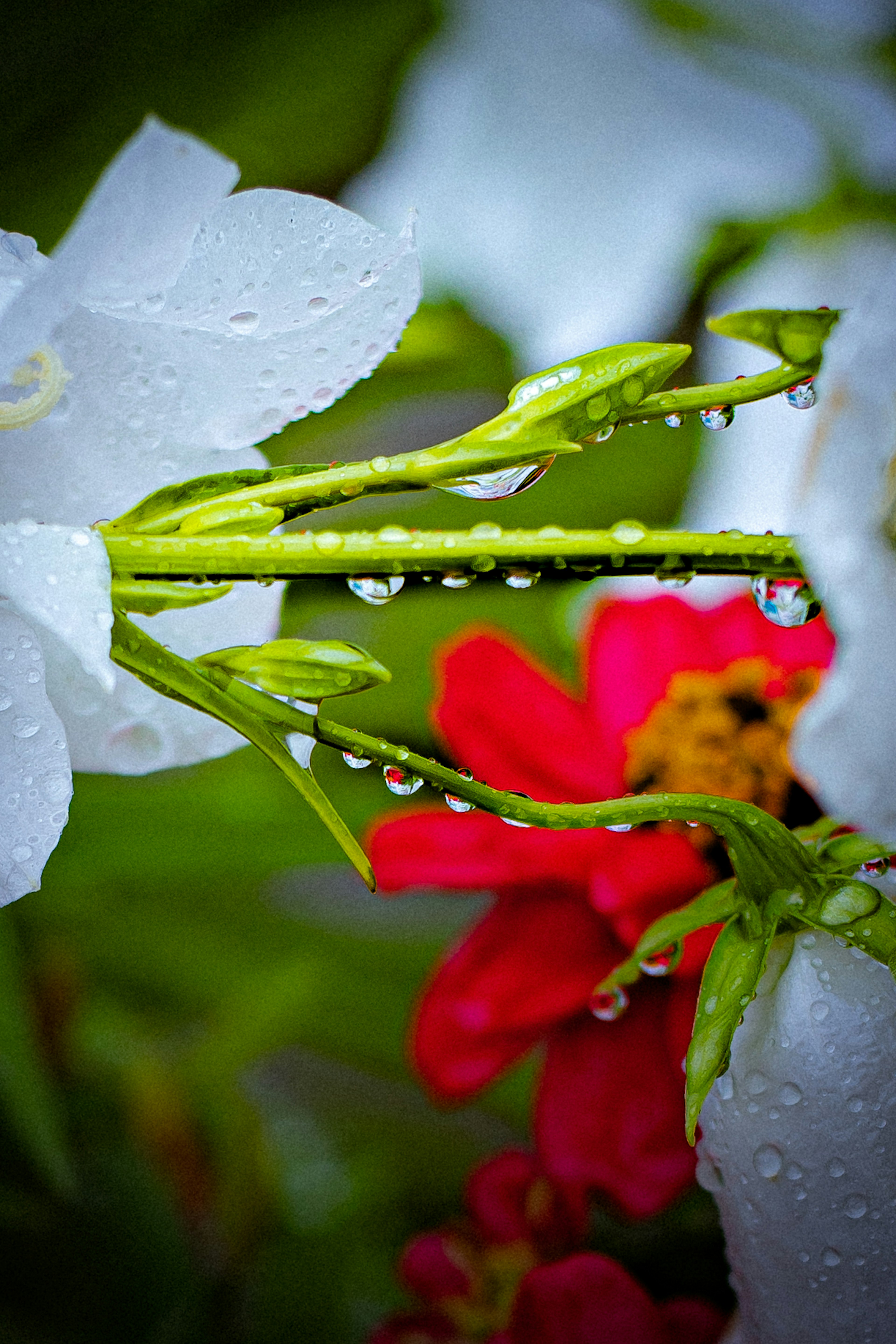 Tige verte avec des gouttes de pluie entre des fleurs blanches et rouges