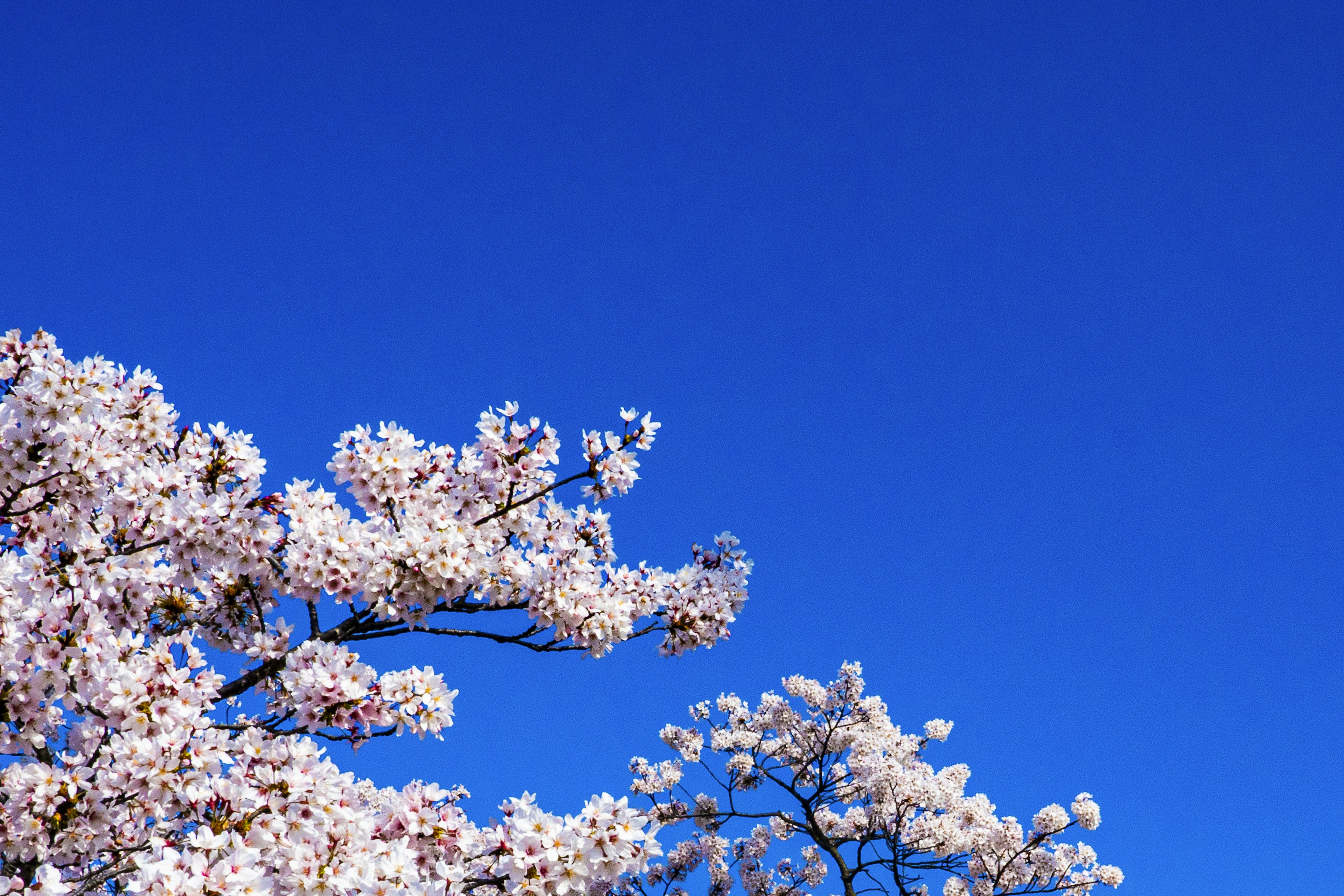 Bunga sakura mekar di bawah langit biru cerah