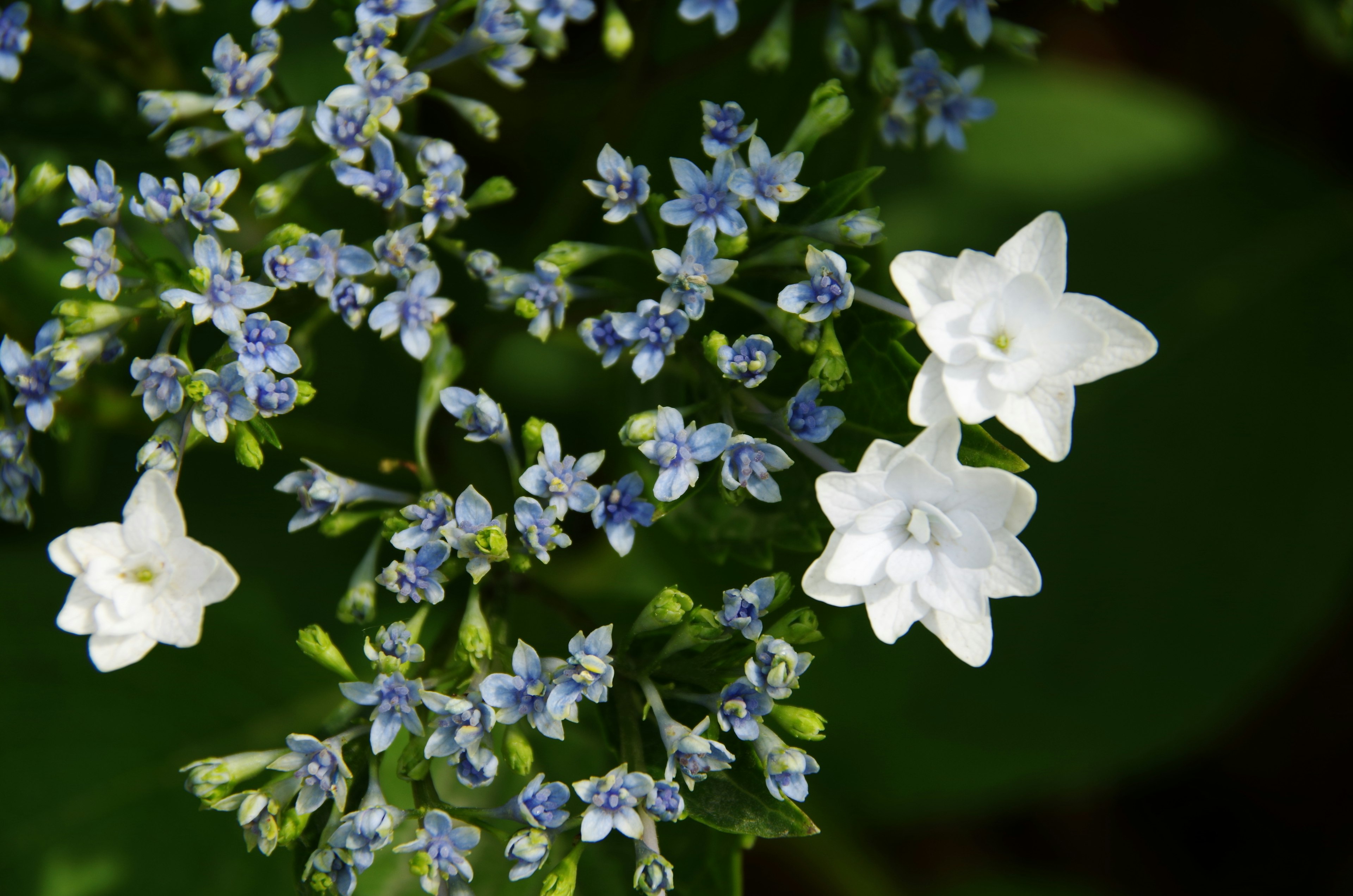 Primer plano de una hermosa planta con flores blancas y azules