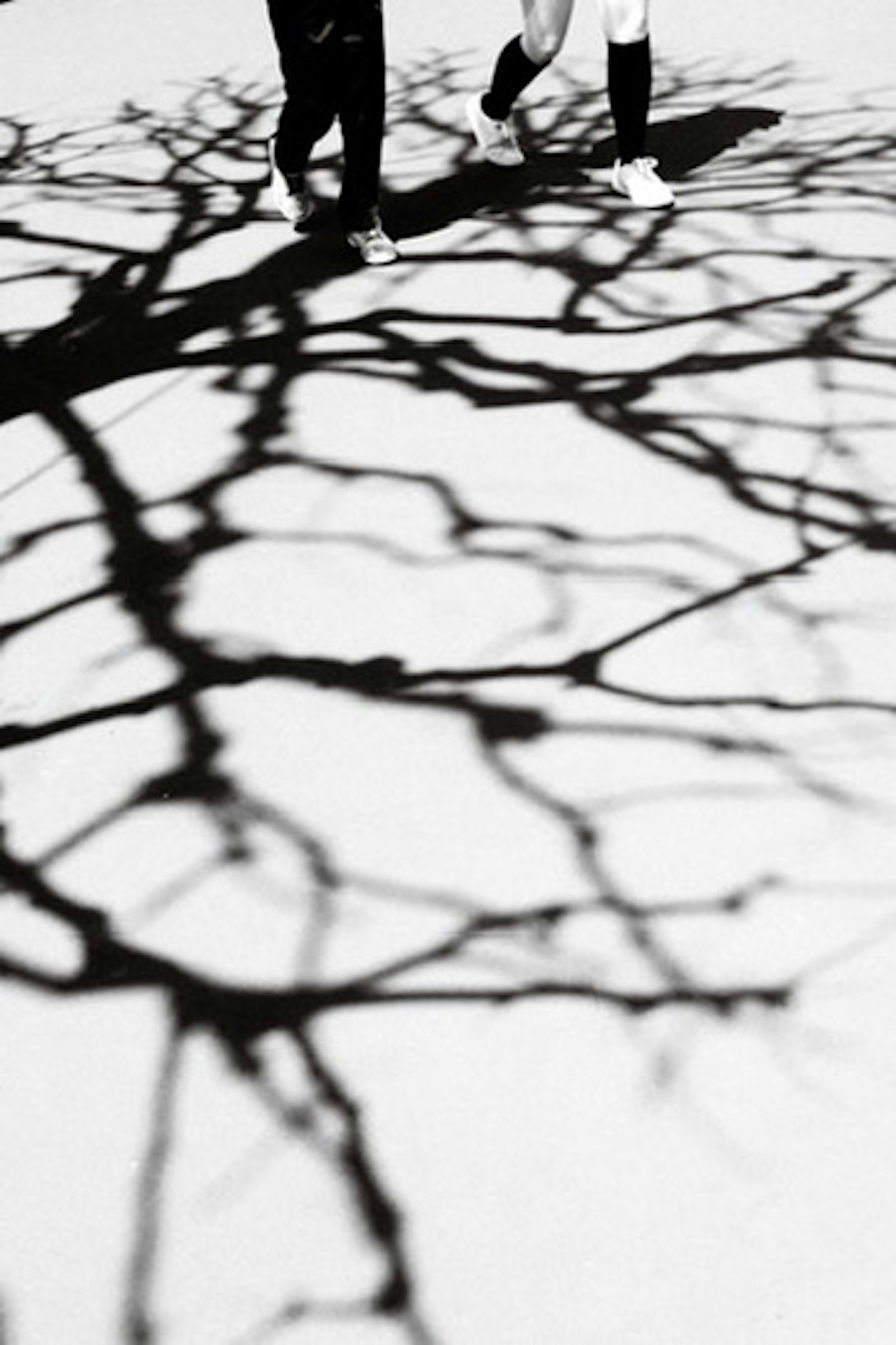 Silhouettes de personnes projetant des ombres en forme d'arbre sur une surface blanche