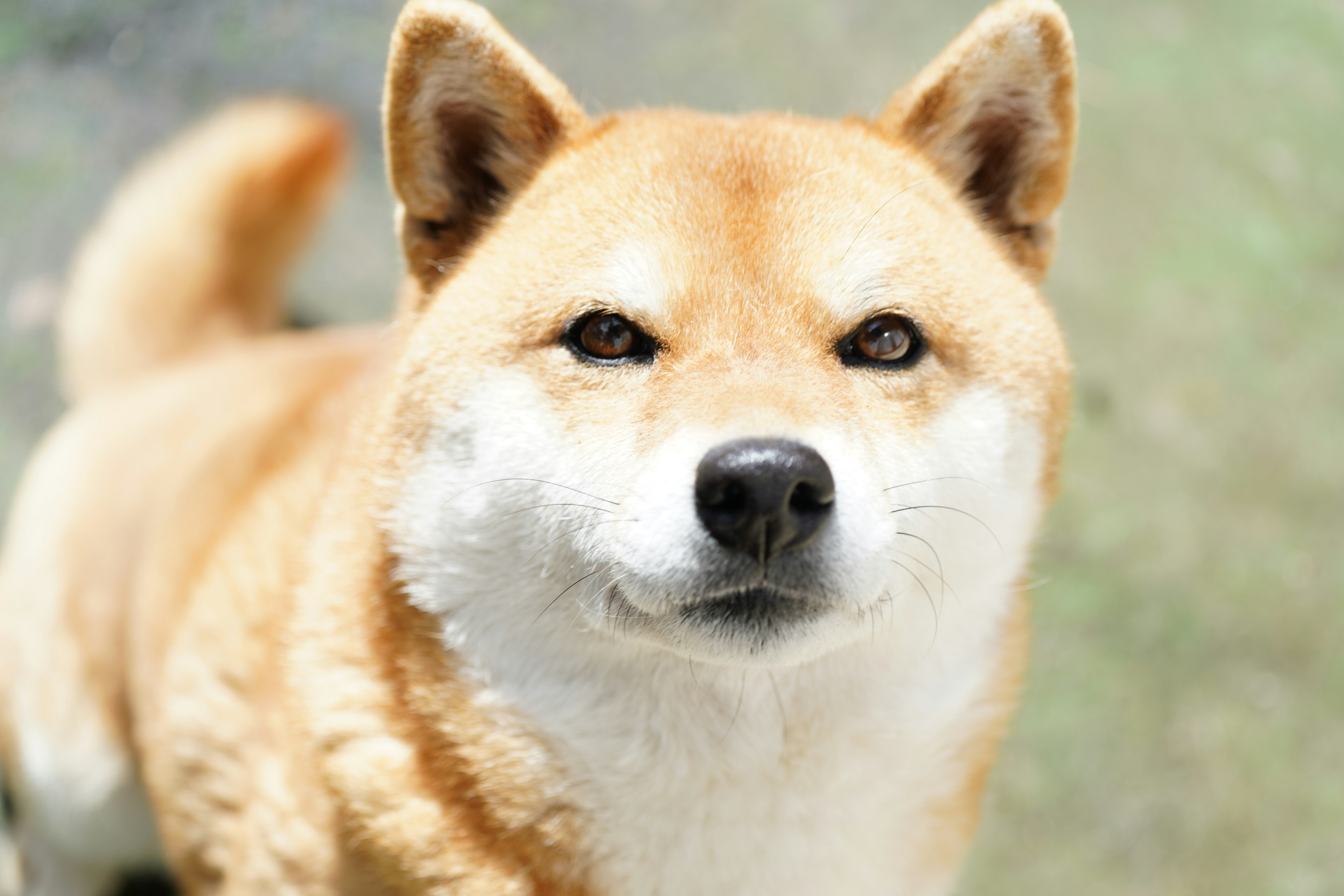 Close-up anjing Shiba Inu dengan ekspresi tersenyum latar belakang cerah