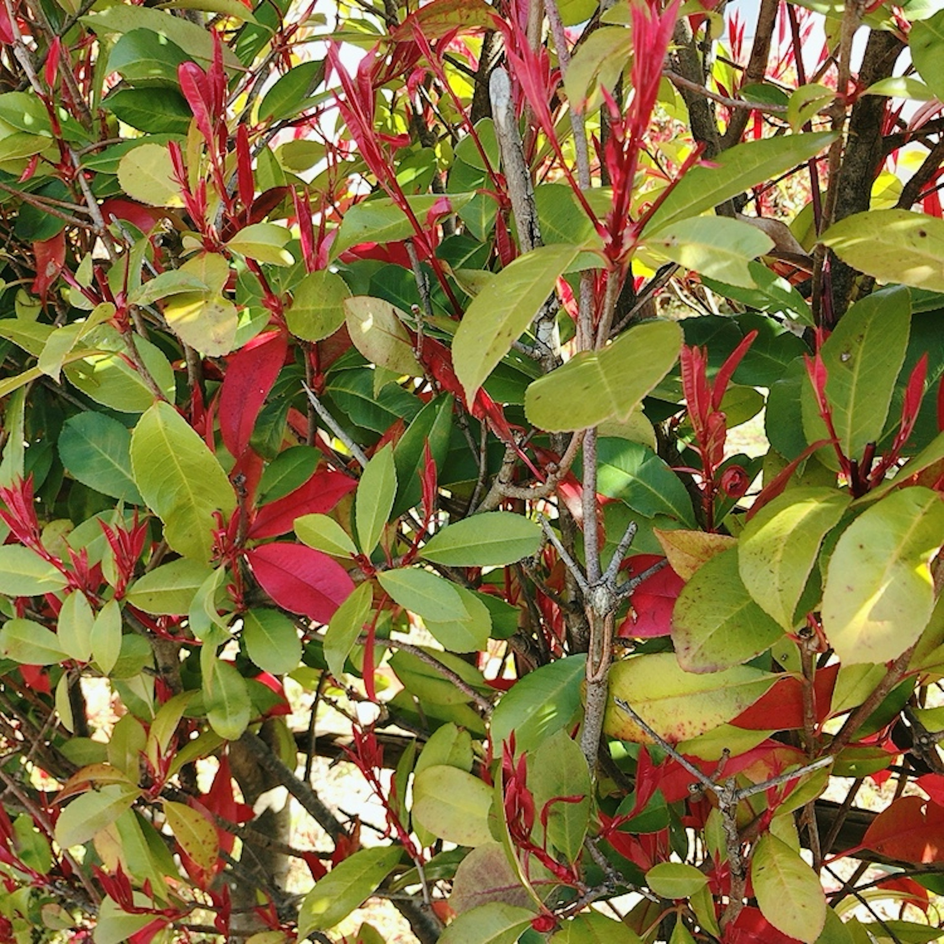 赤と緑の葉が混ざった生い茂る植物のクローズアップ