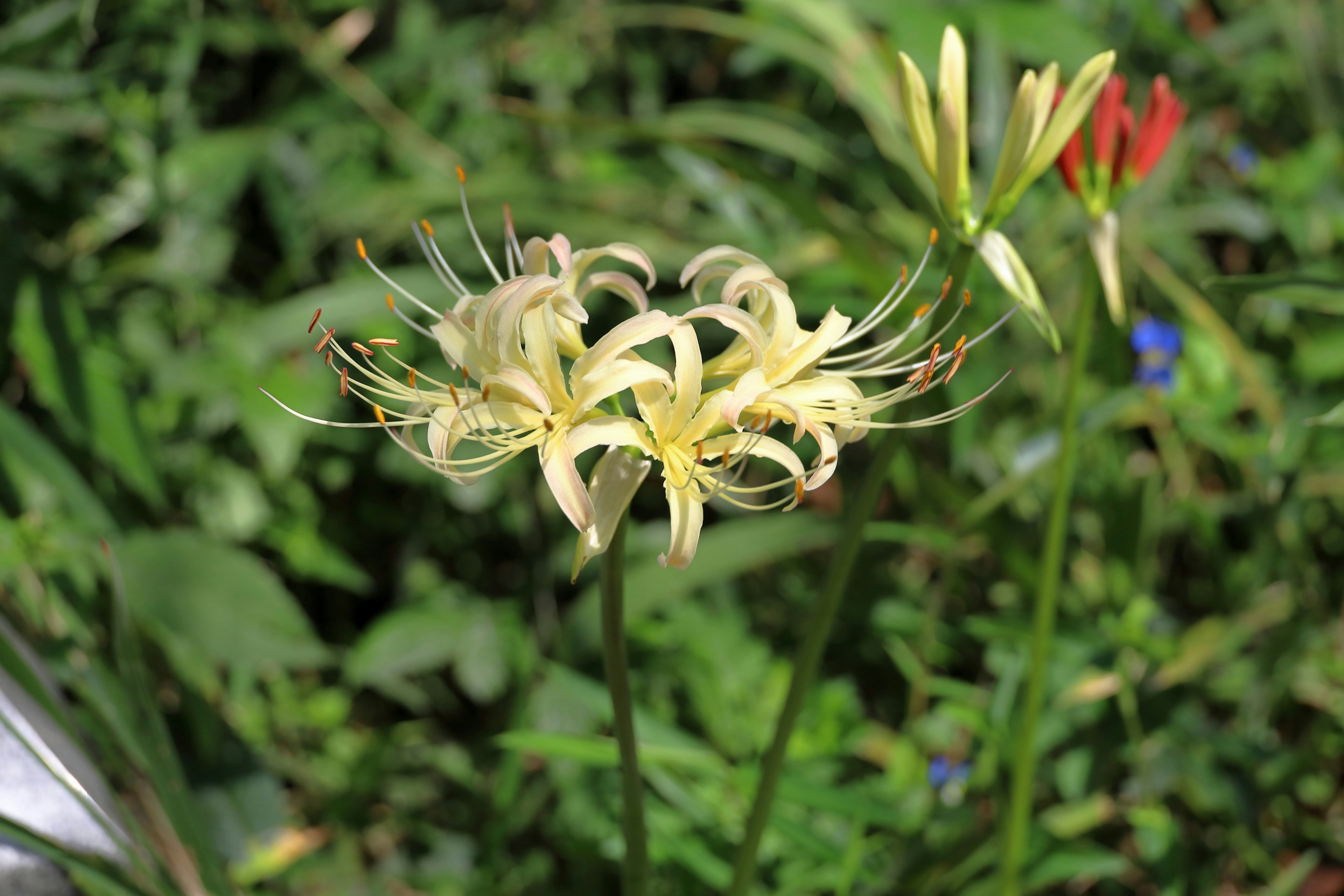 Sekelompok bunga kuning di area rumput hijau