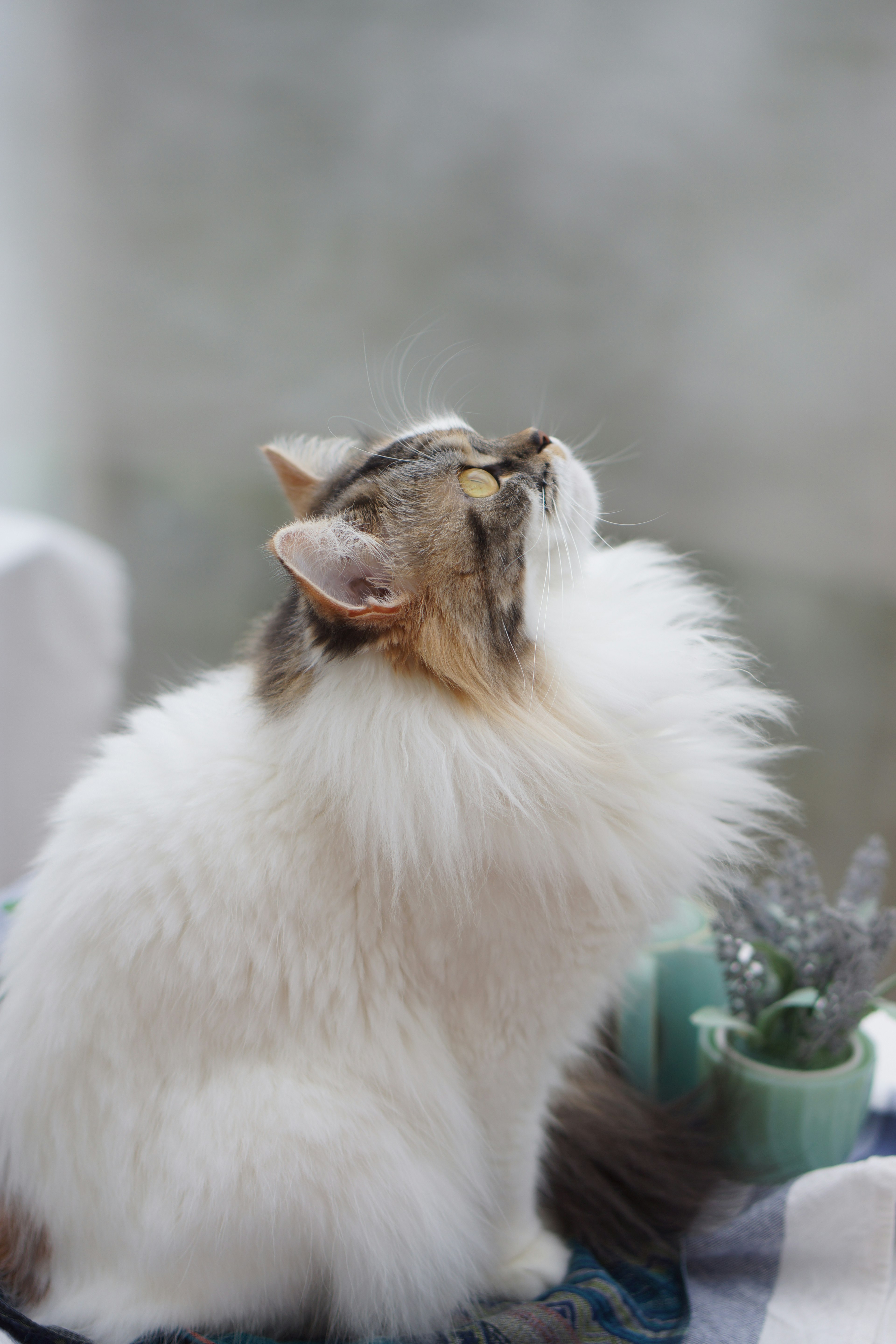 Un gato blanco y esponjoso mirando hacia arriba