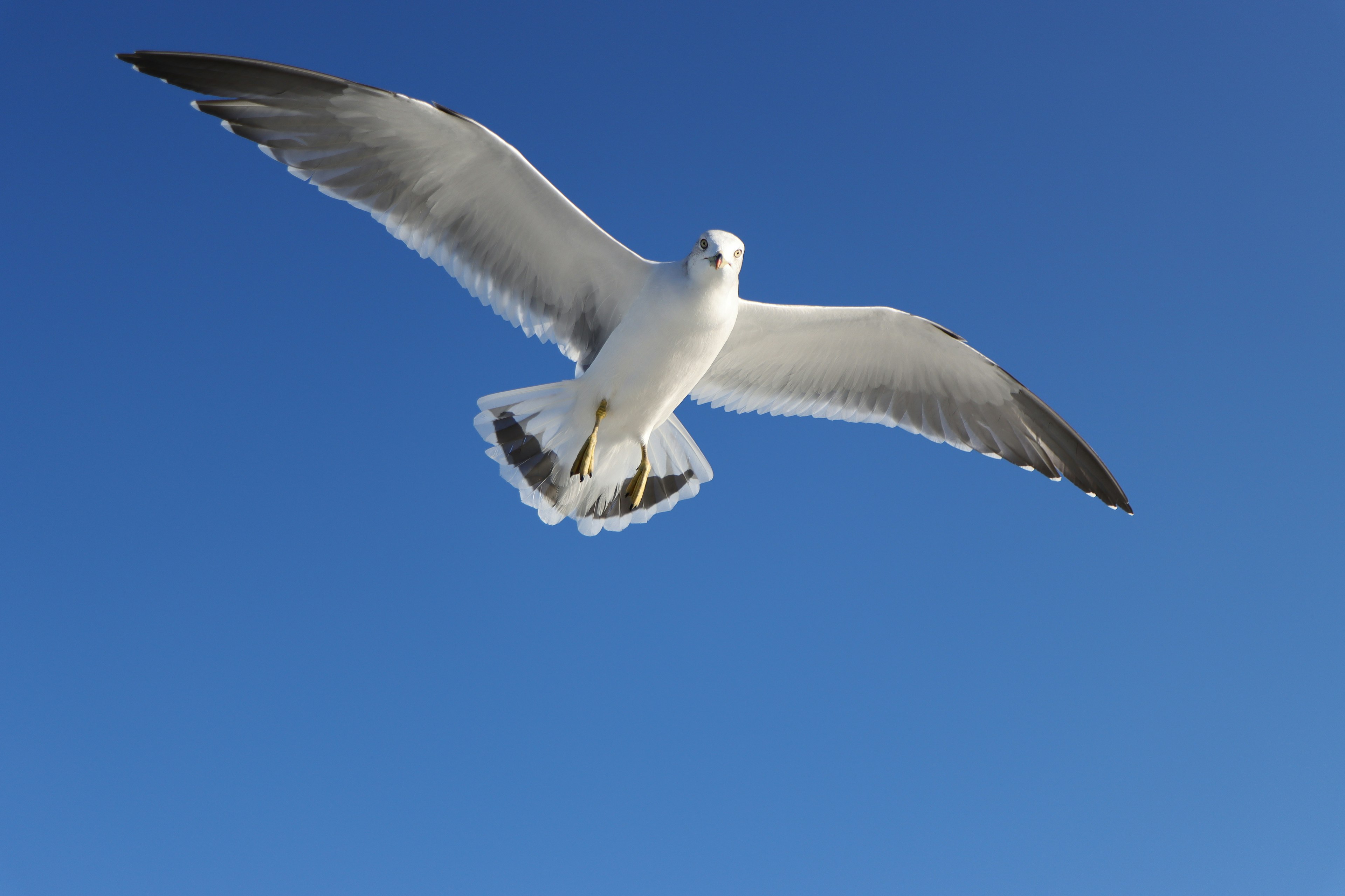 A seagull flying against a blue sky