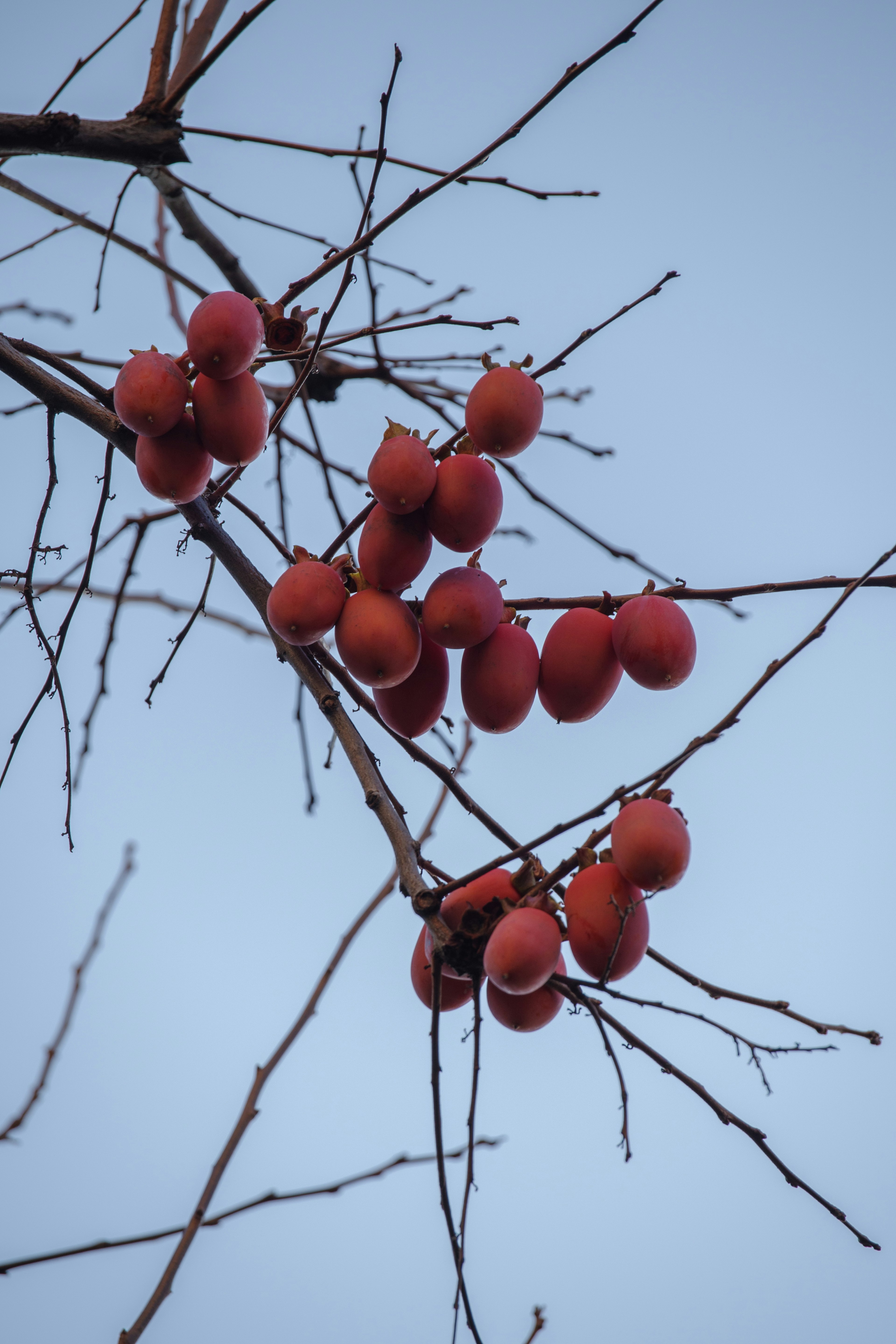 Äste mit roten Früchten vor blauem Himmel