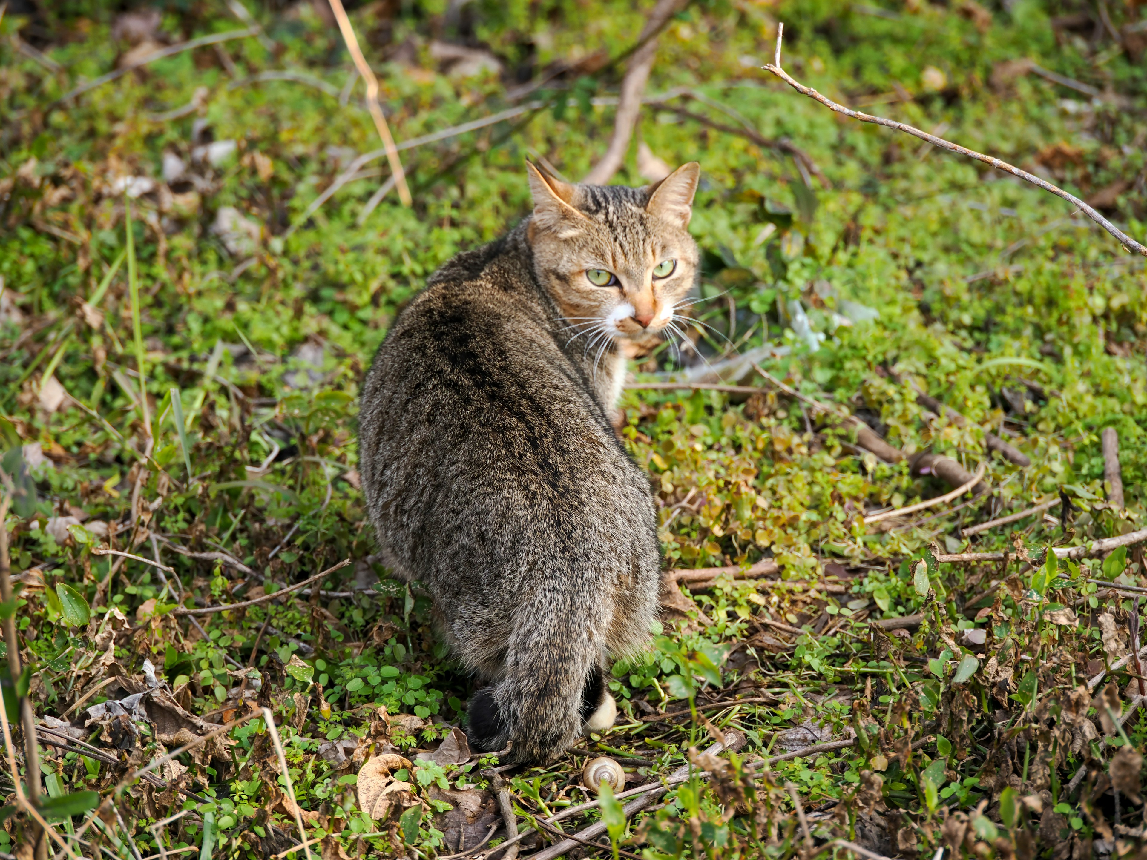 Seekor kucing yang menoleh di atas rumput hijau