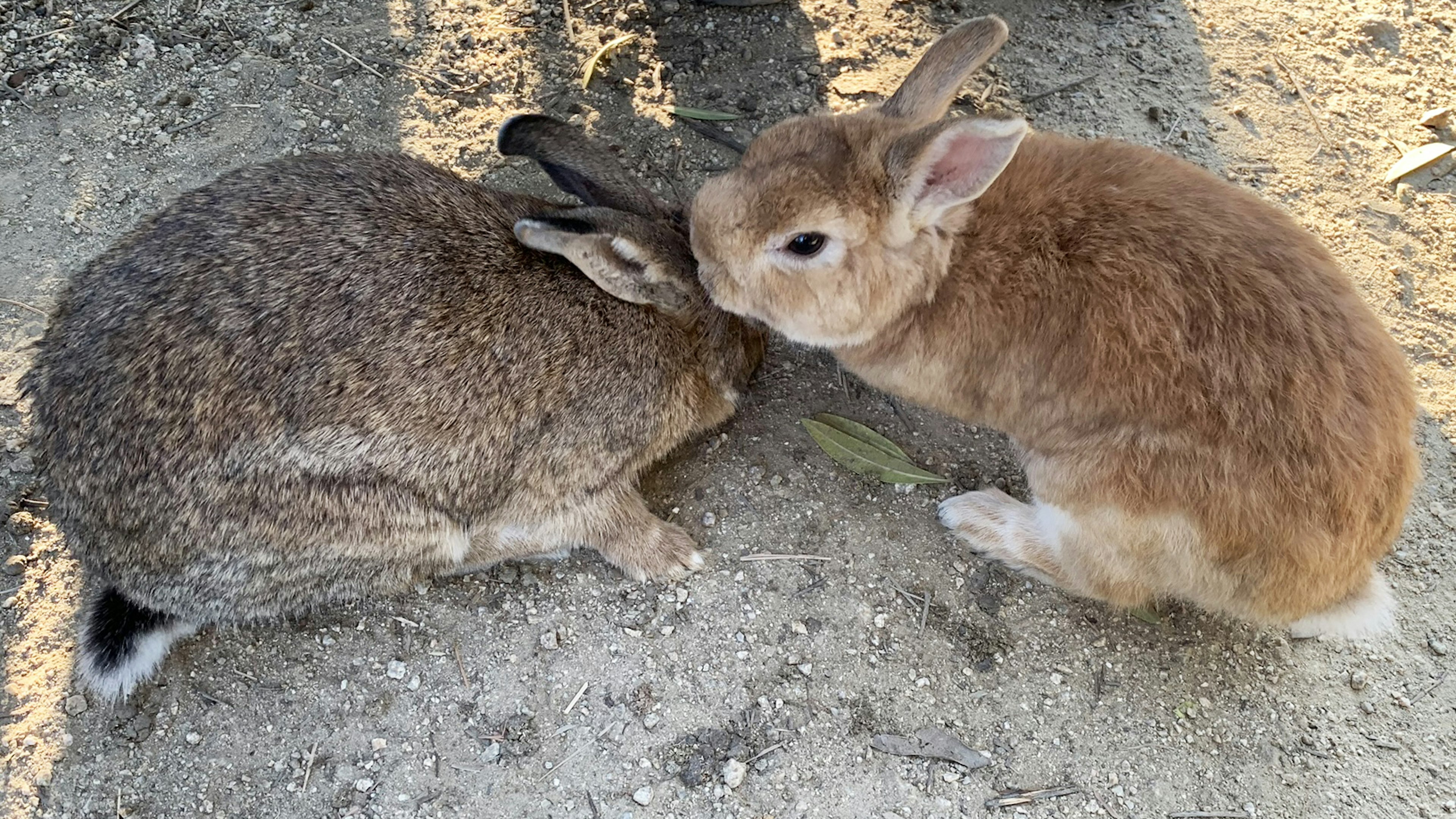 Two rabbits nuzzling in a sandy setting