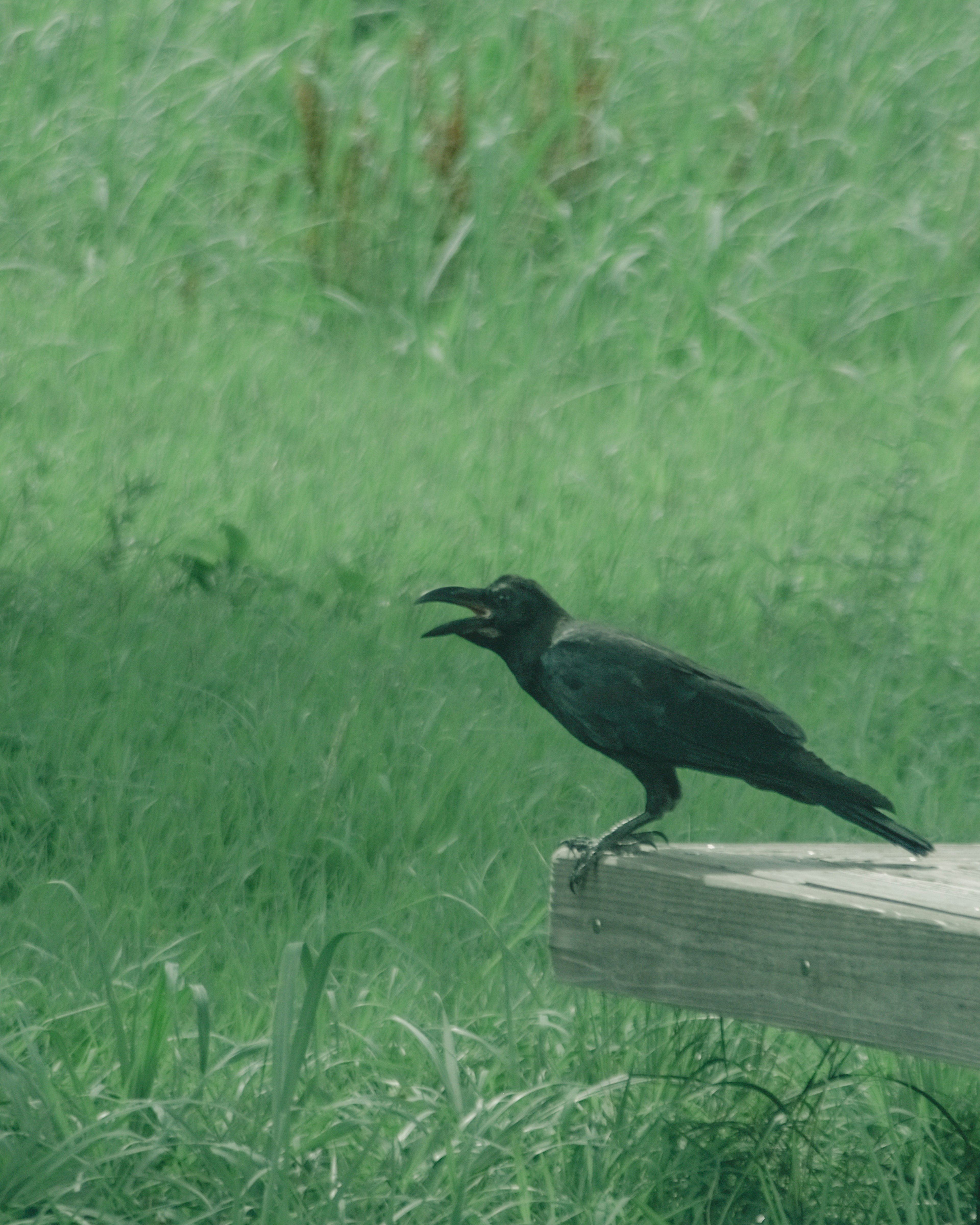 緑の草原に立つカラスが鳴いている