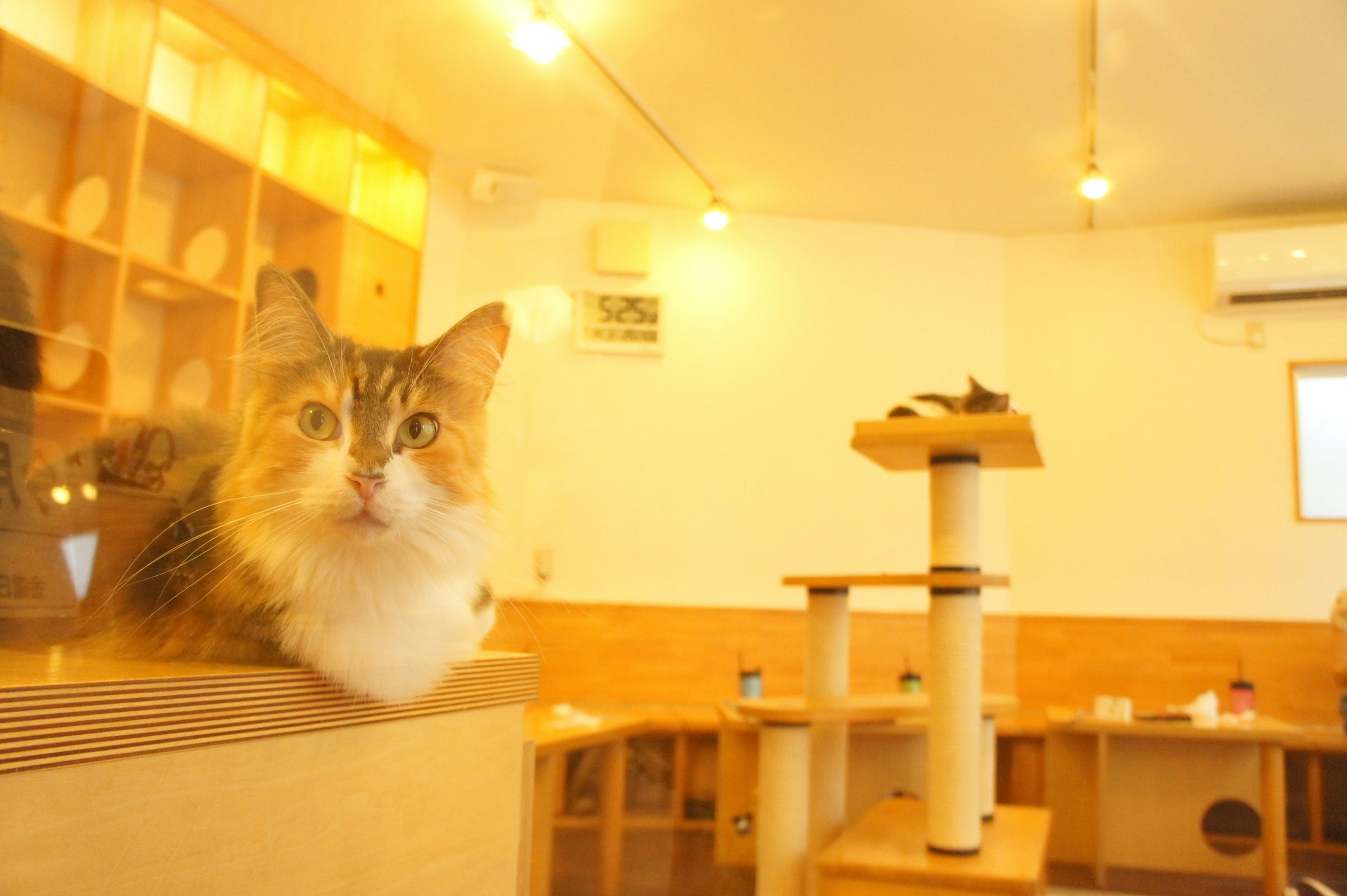 Un gatto in un cat cafè con un albero per gatti sullo sfondo