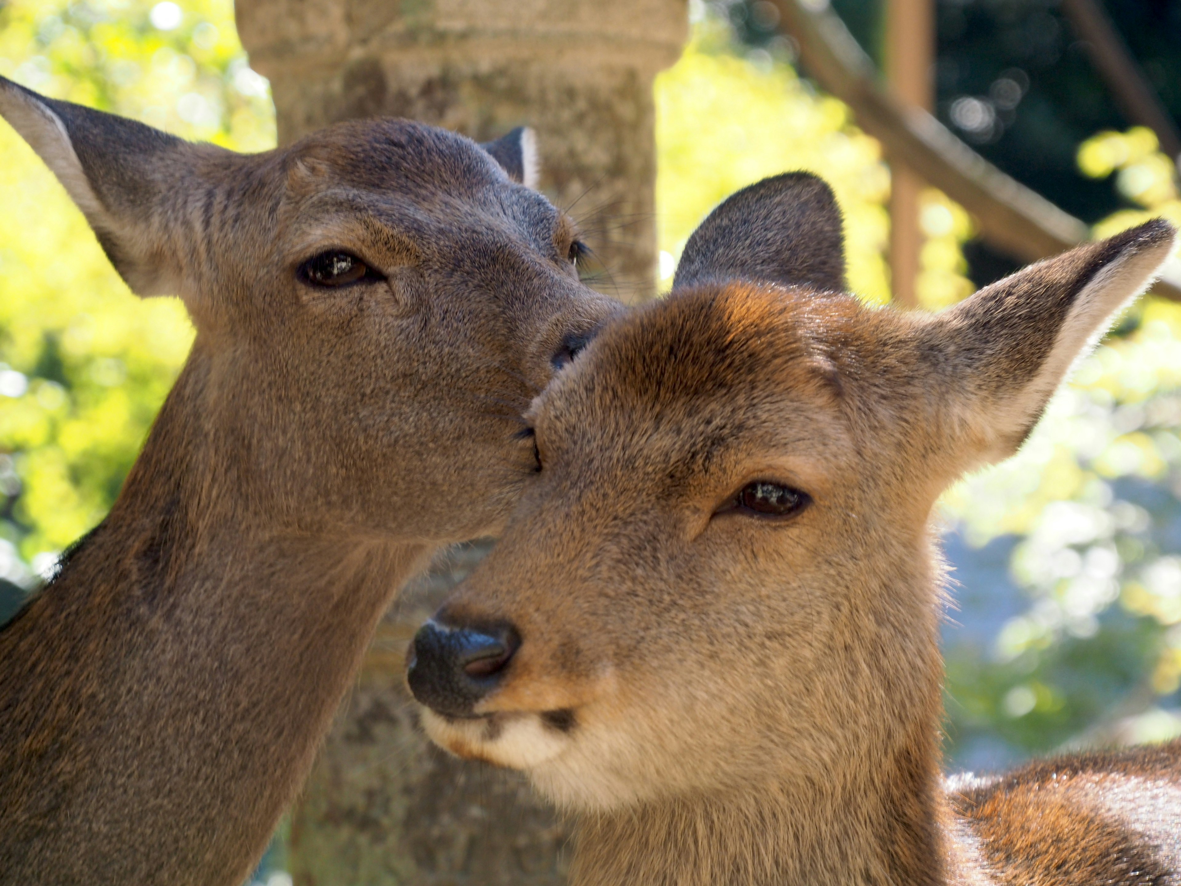 Two deer nuzzling closely together in a lush green setting with soft natural light