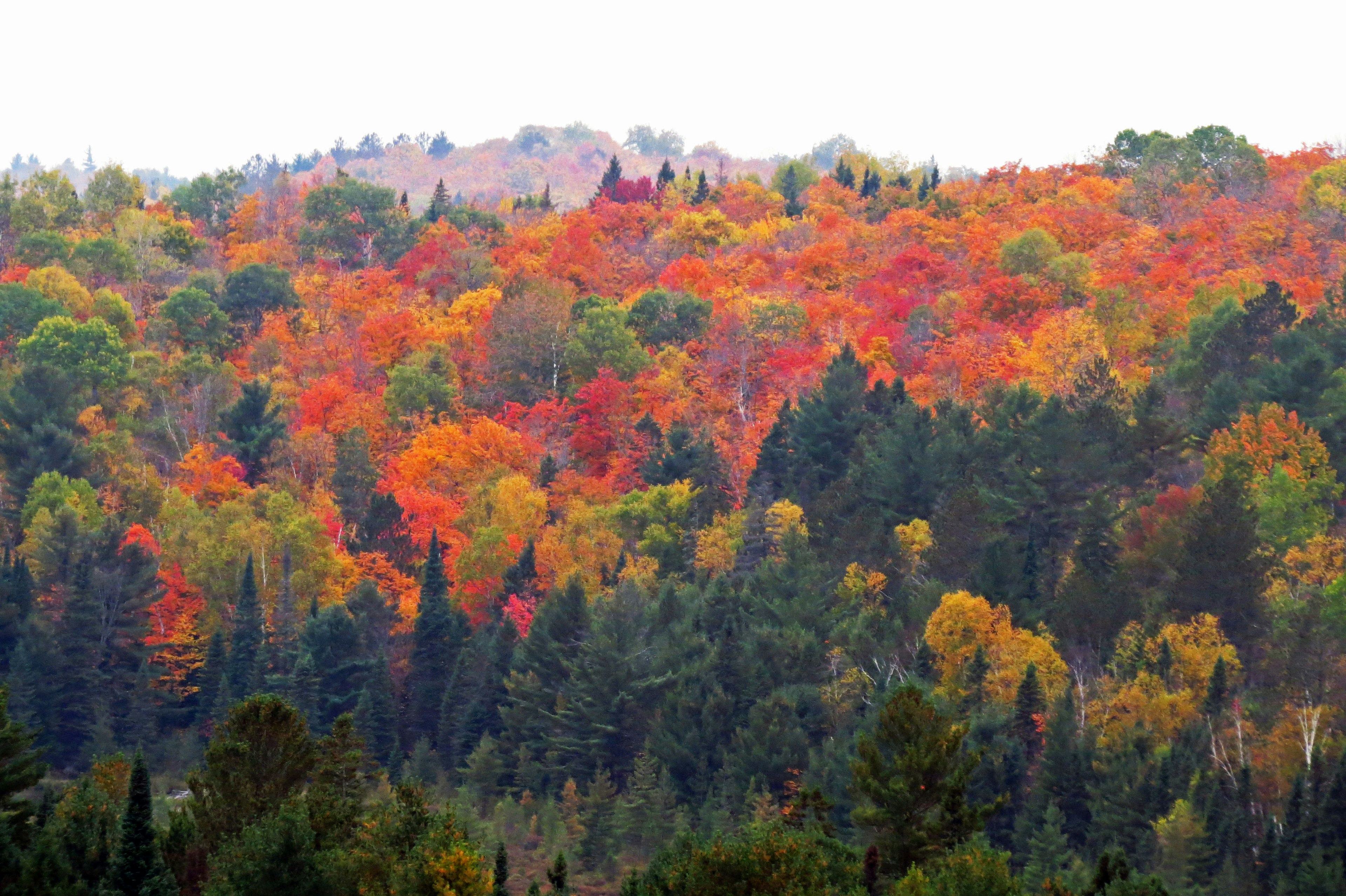 Fogliame autunnale vibrante con alberi rossi, arancioni e gialli