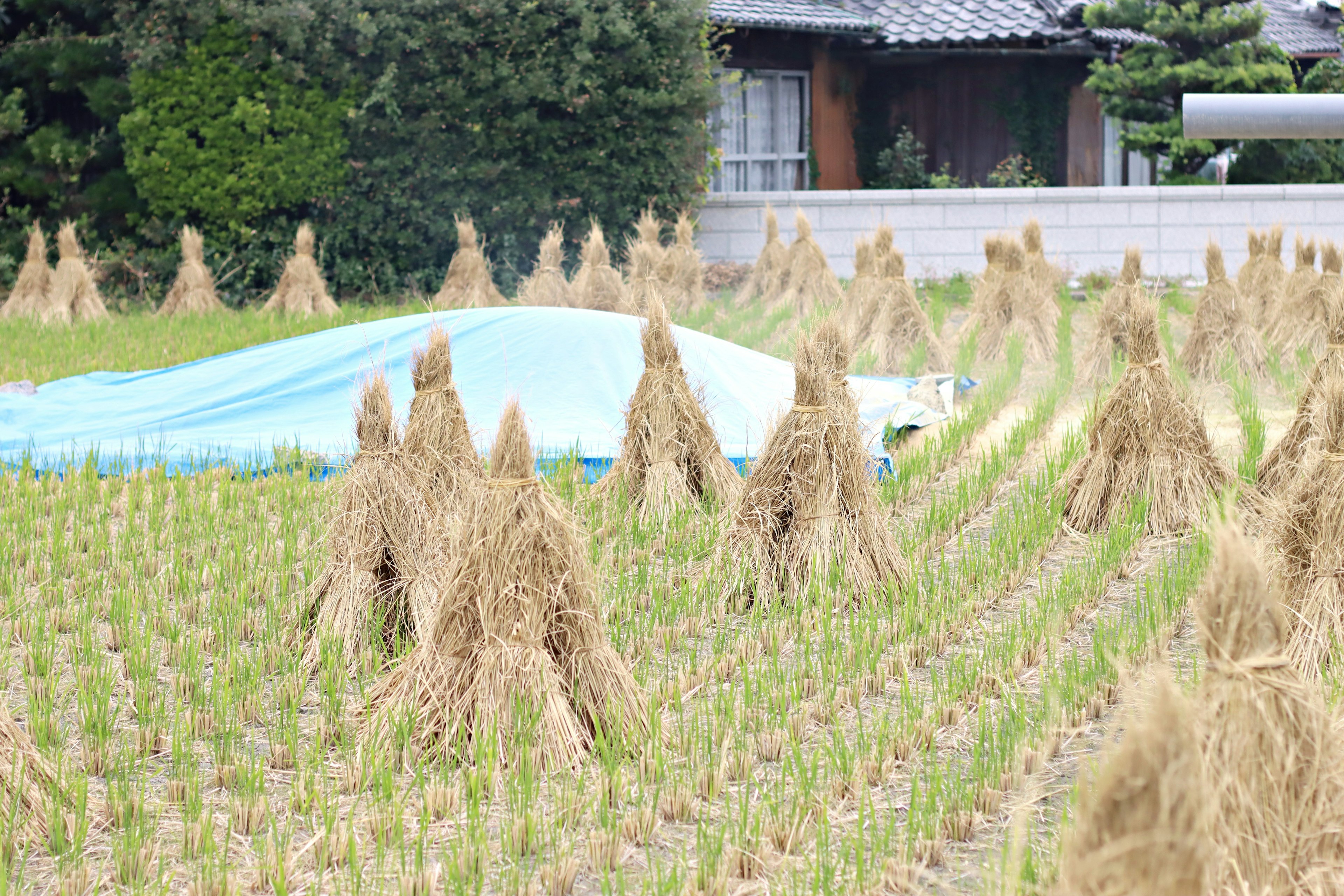 Landscape of rice bundles standing in a field with a blue tarp covering some