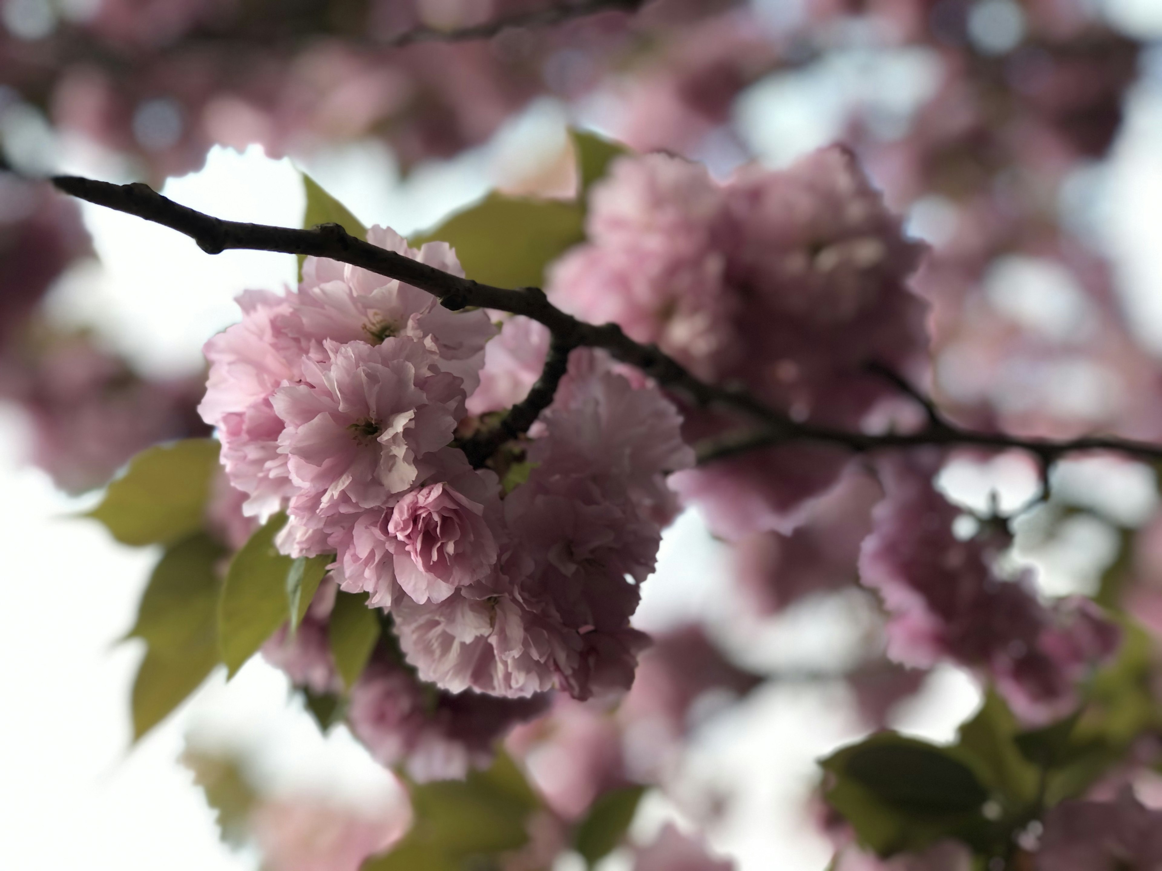 Nahaufnahme von Kirschblüten an einem Zweig mit rosa Blütenblättern und grünen Blättern