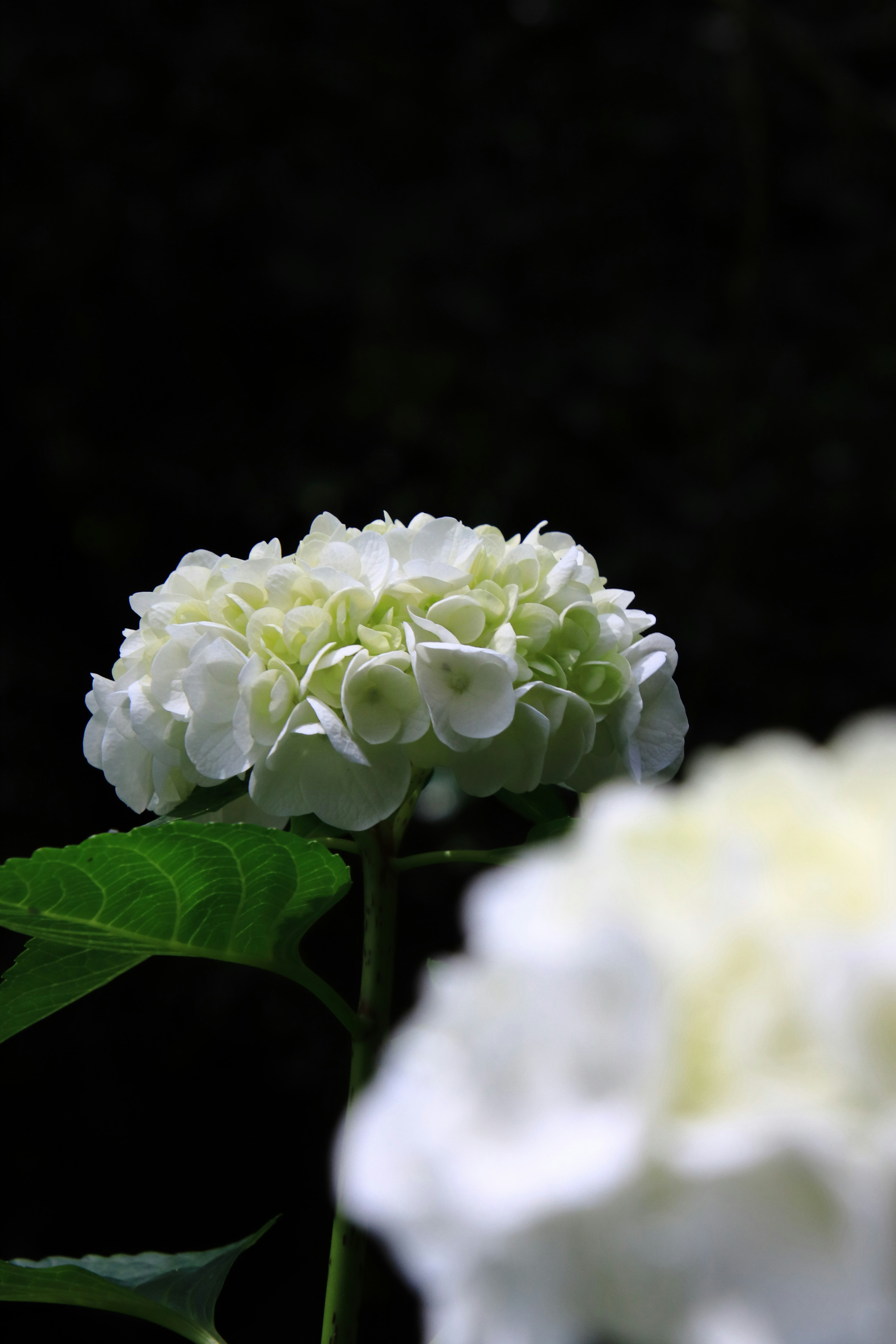 Weiße Hortensienblüten vor dunklem Hintergrund