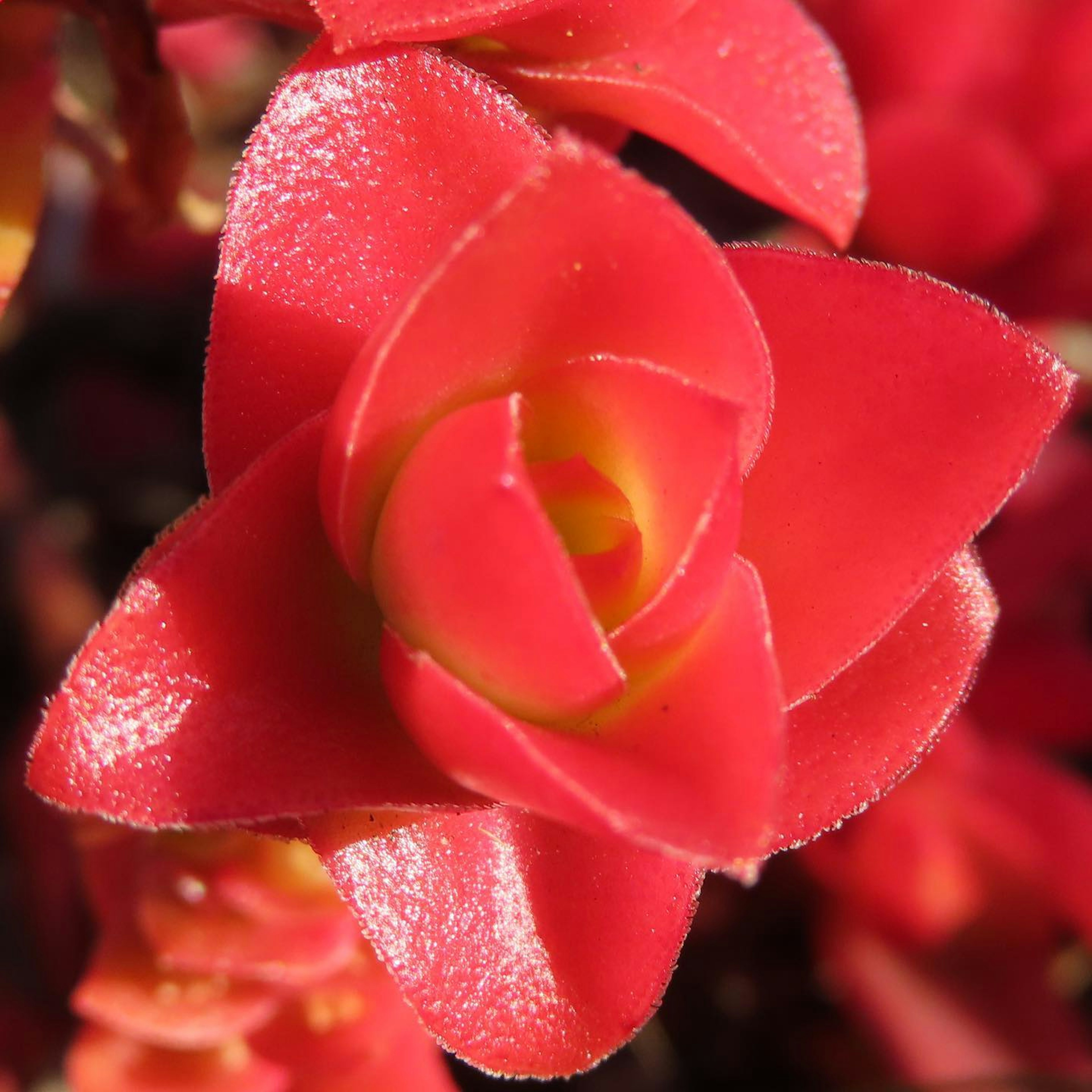 Nahaufnahme einer lebhaften roten Blume mit glänzenden Blütenblättern und komplexen Details