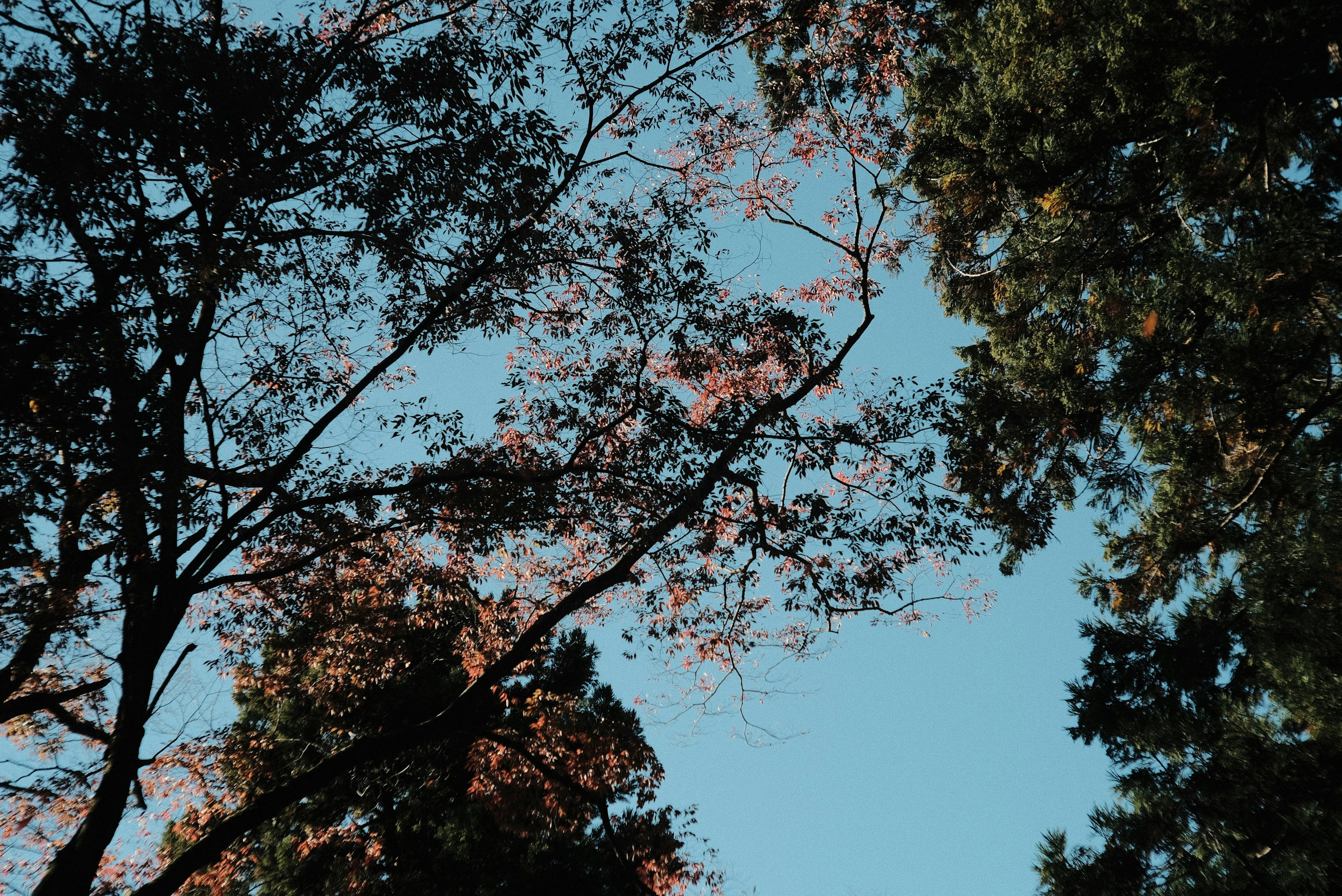 Äste und Blätter von Bäumen vor blauem Himmel