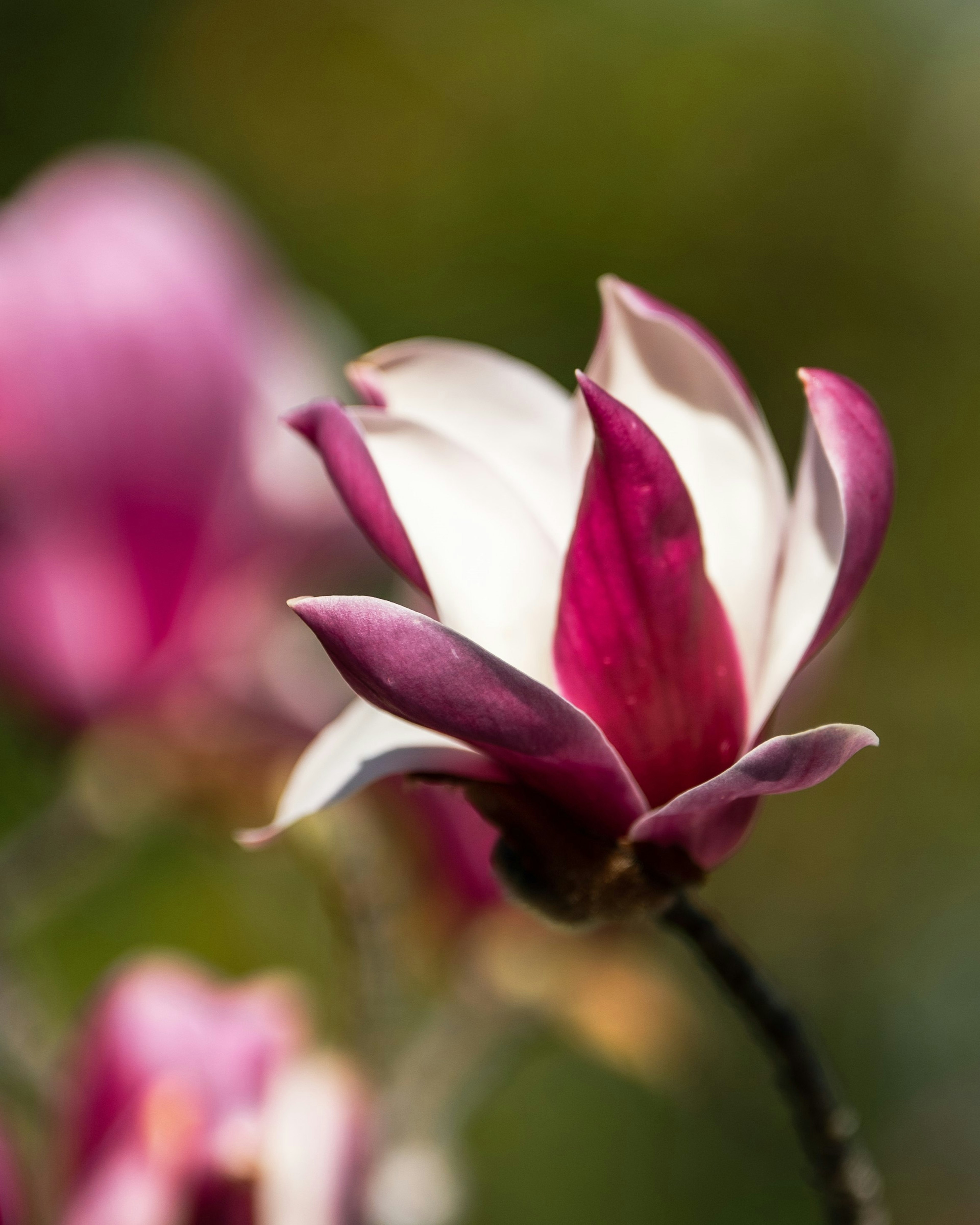 Flor de magnolia con pétalos morados y blancos