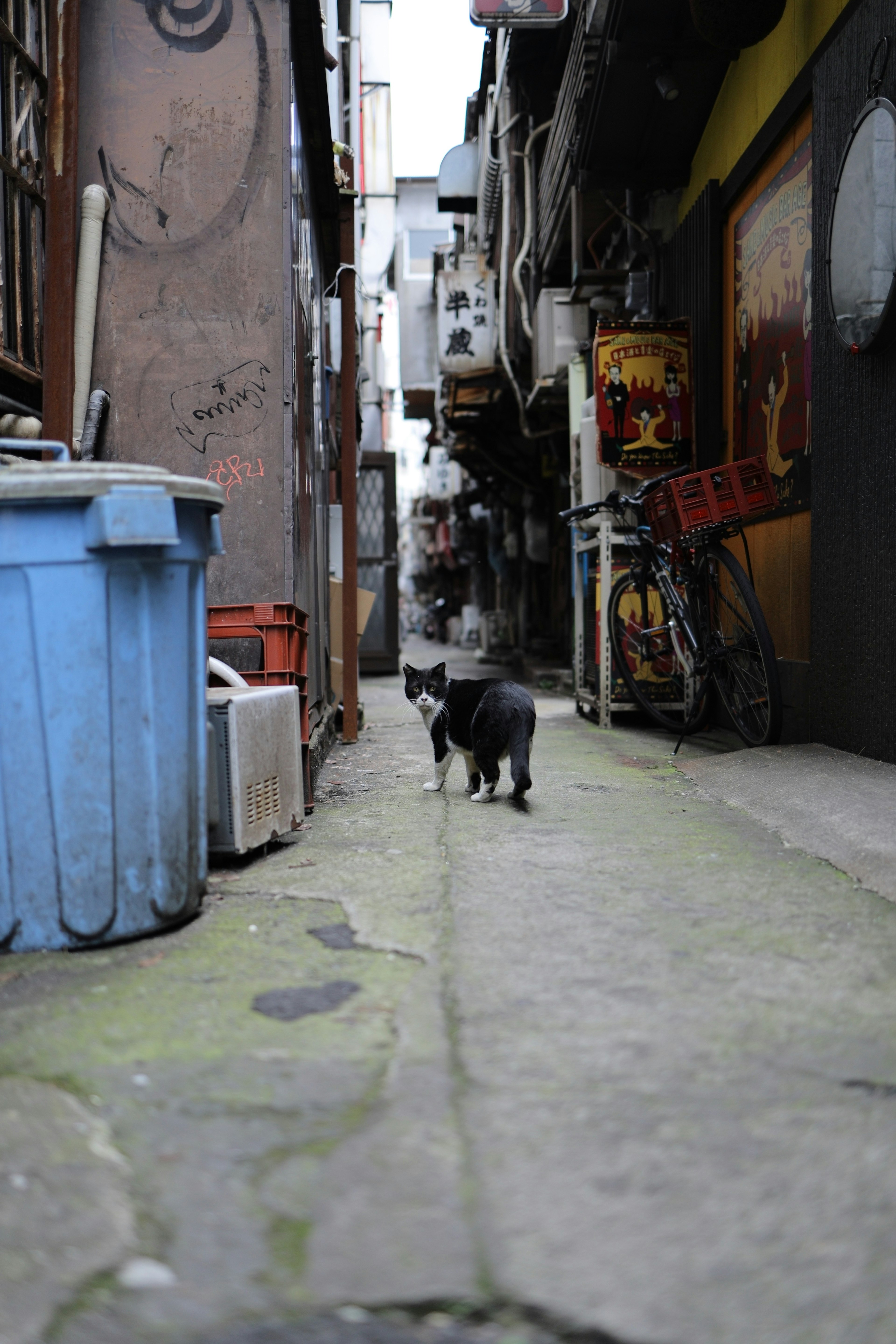 Callejón estrecho con un gato negro y un cubo de basura azul