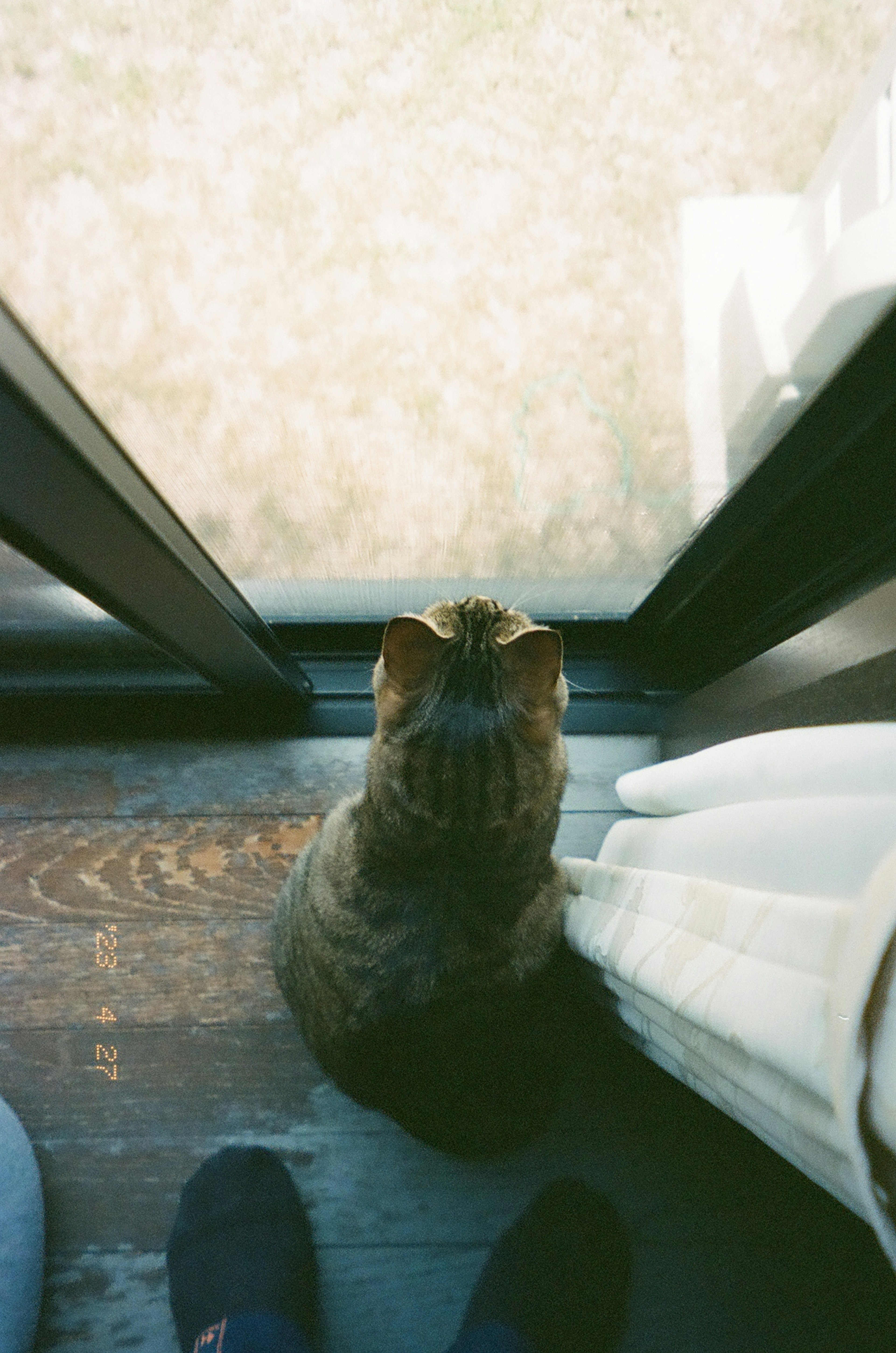 A cat sitting by the window with its back turned and legs of a person nearby