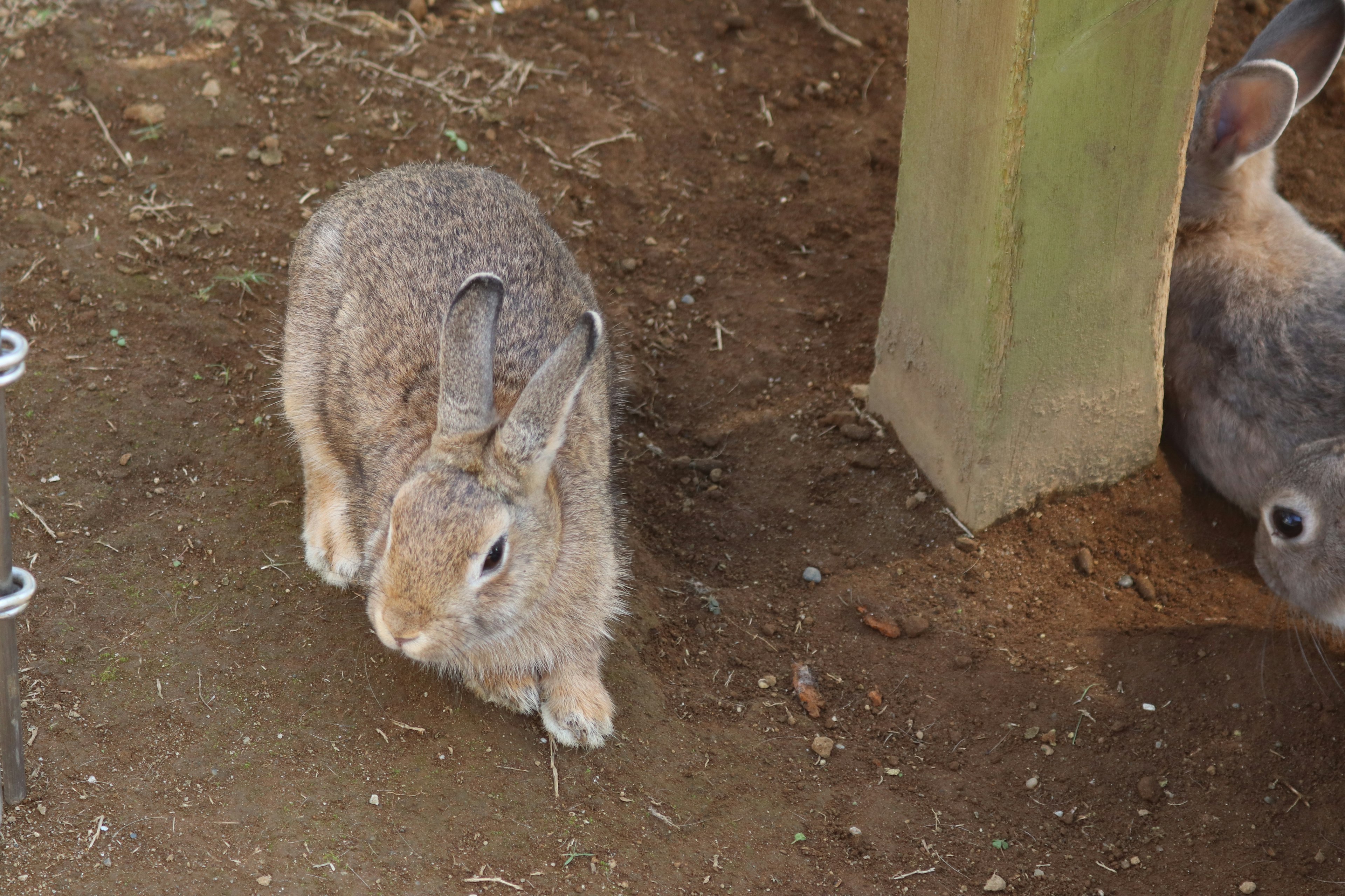 Un petit lapin brun marchant sur le sol avec un autre lapin en arrière-plan