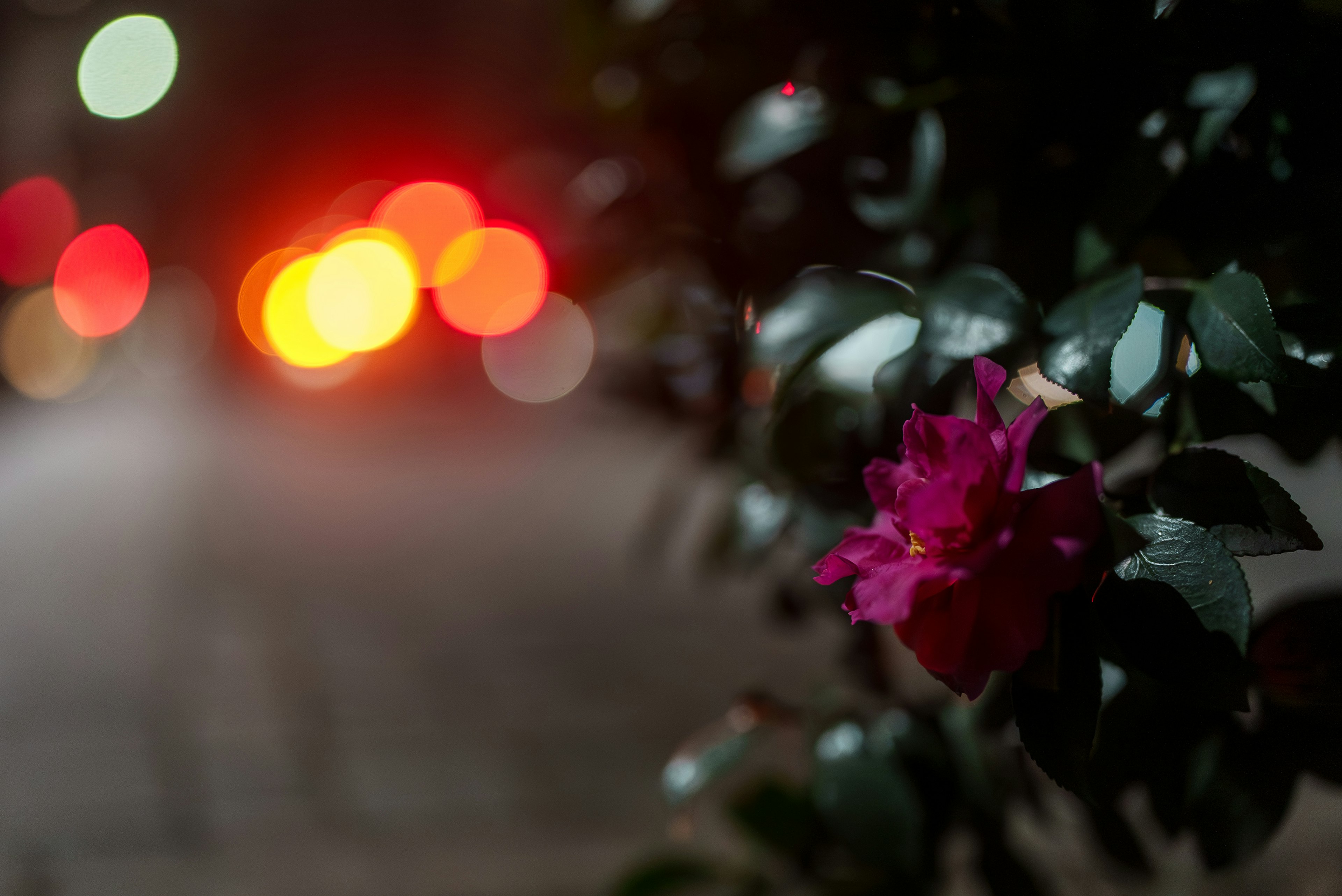 夜の街の背景に咲く鮮やかなピンクの花とぼやけた光