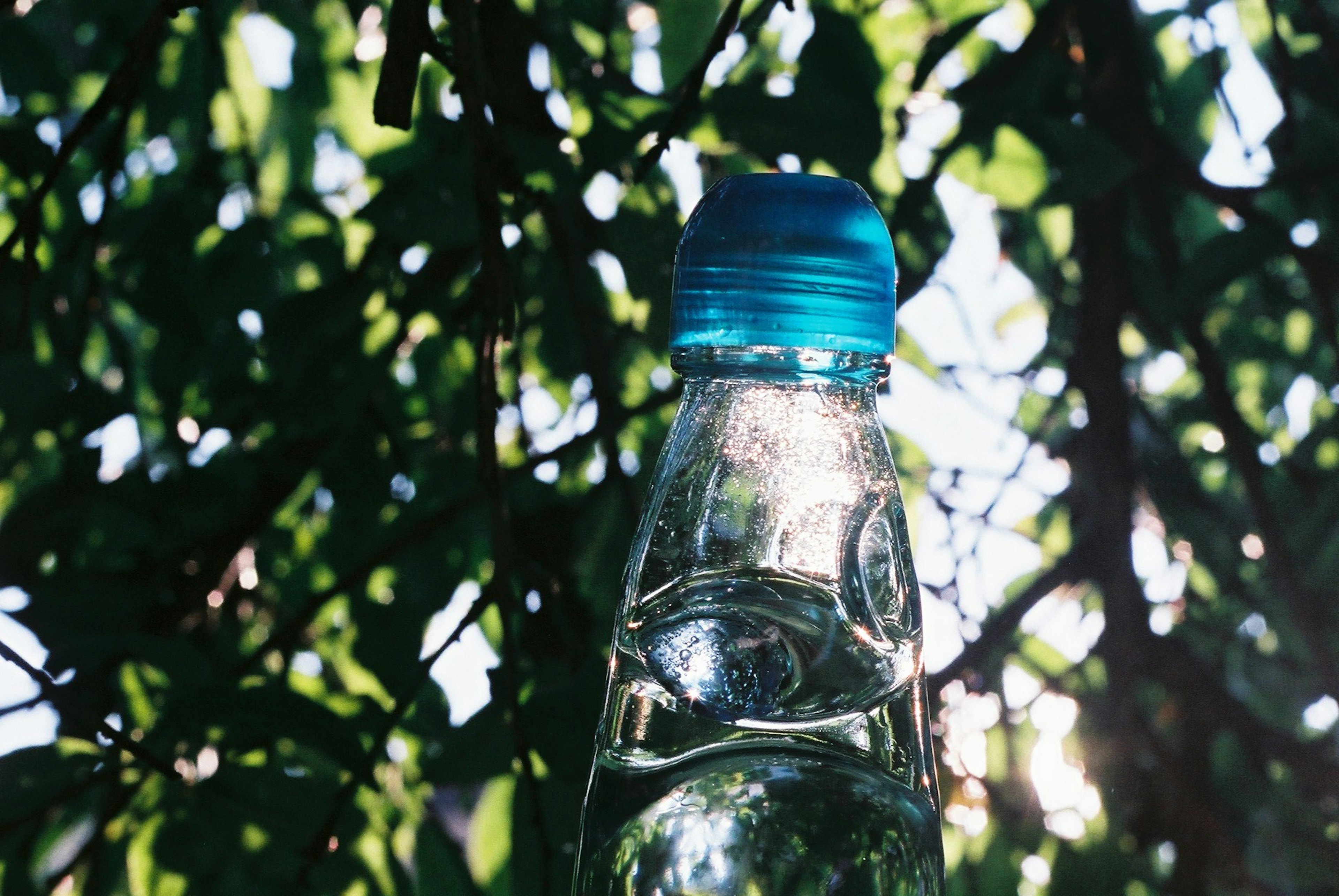 Close-up of a water bottle with a blue cap surrounded by green leaves