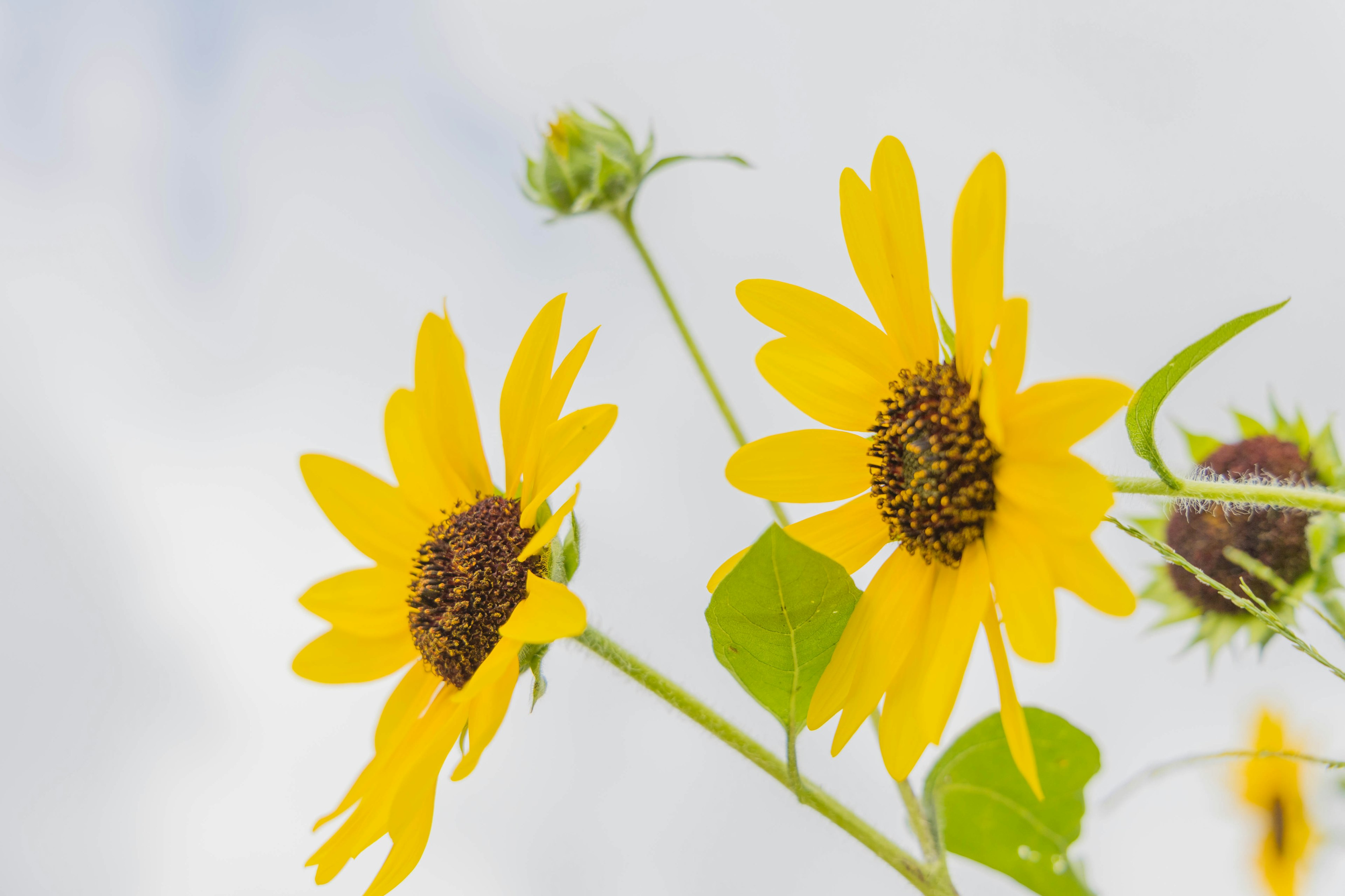 Girasoles amarillos brillantes floreciendo bajo un cielo azul