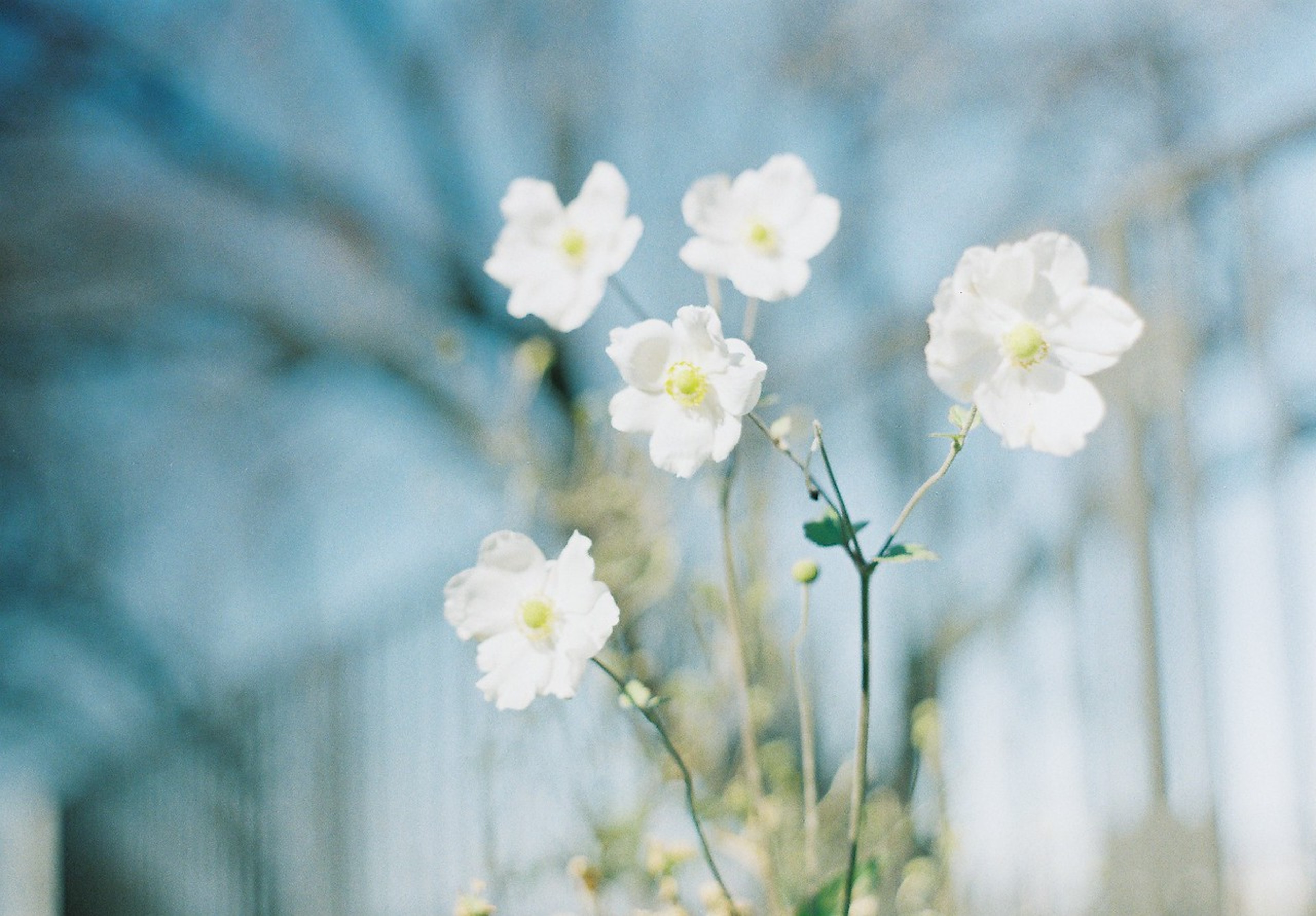 白い花が青い背景で咲いている写真