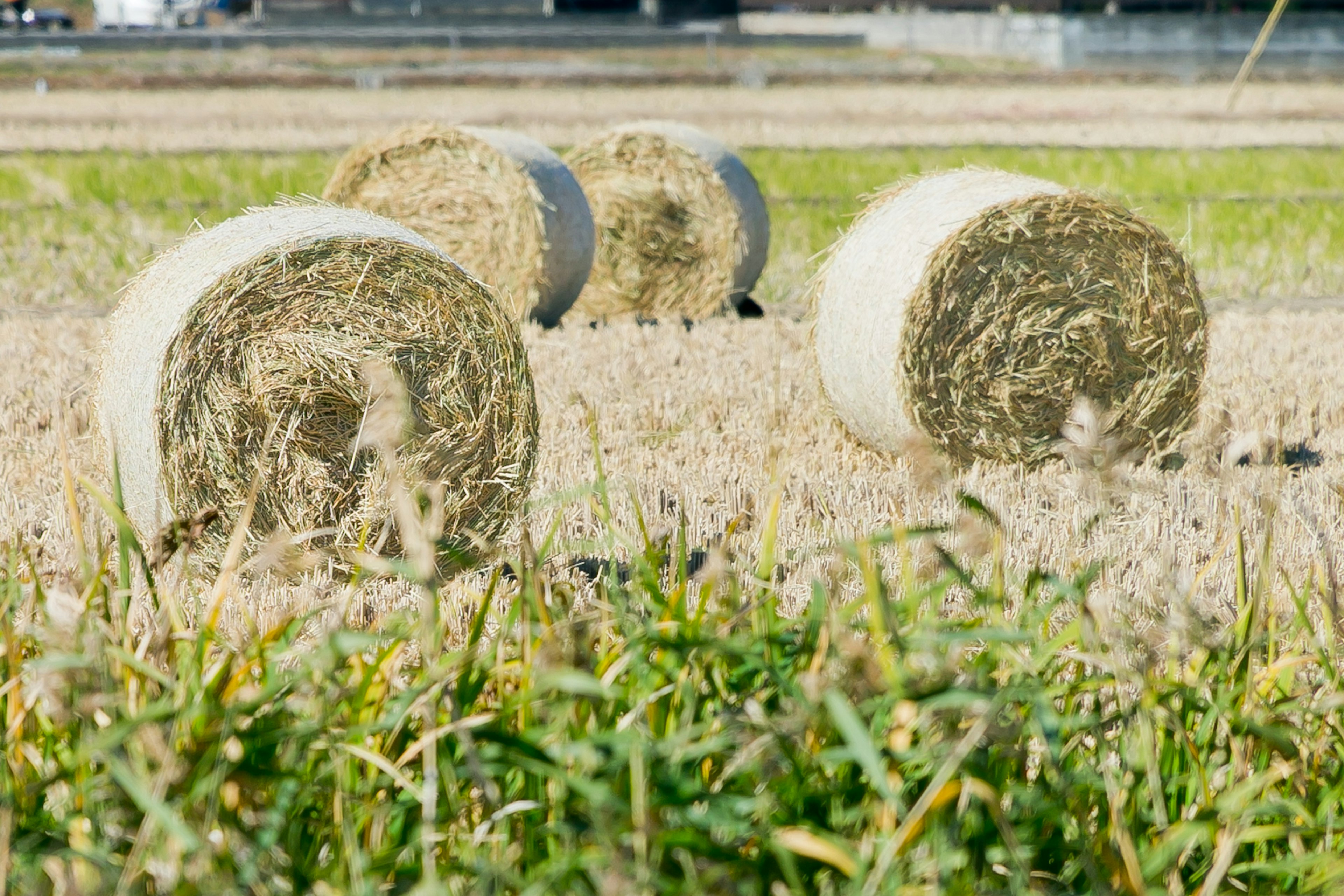 Runde Heuballen, die über ein grünes Feld verstreut sind