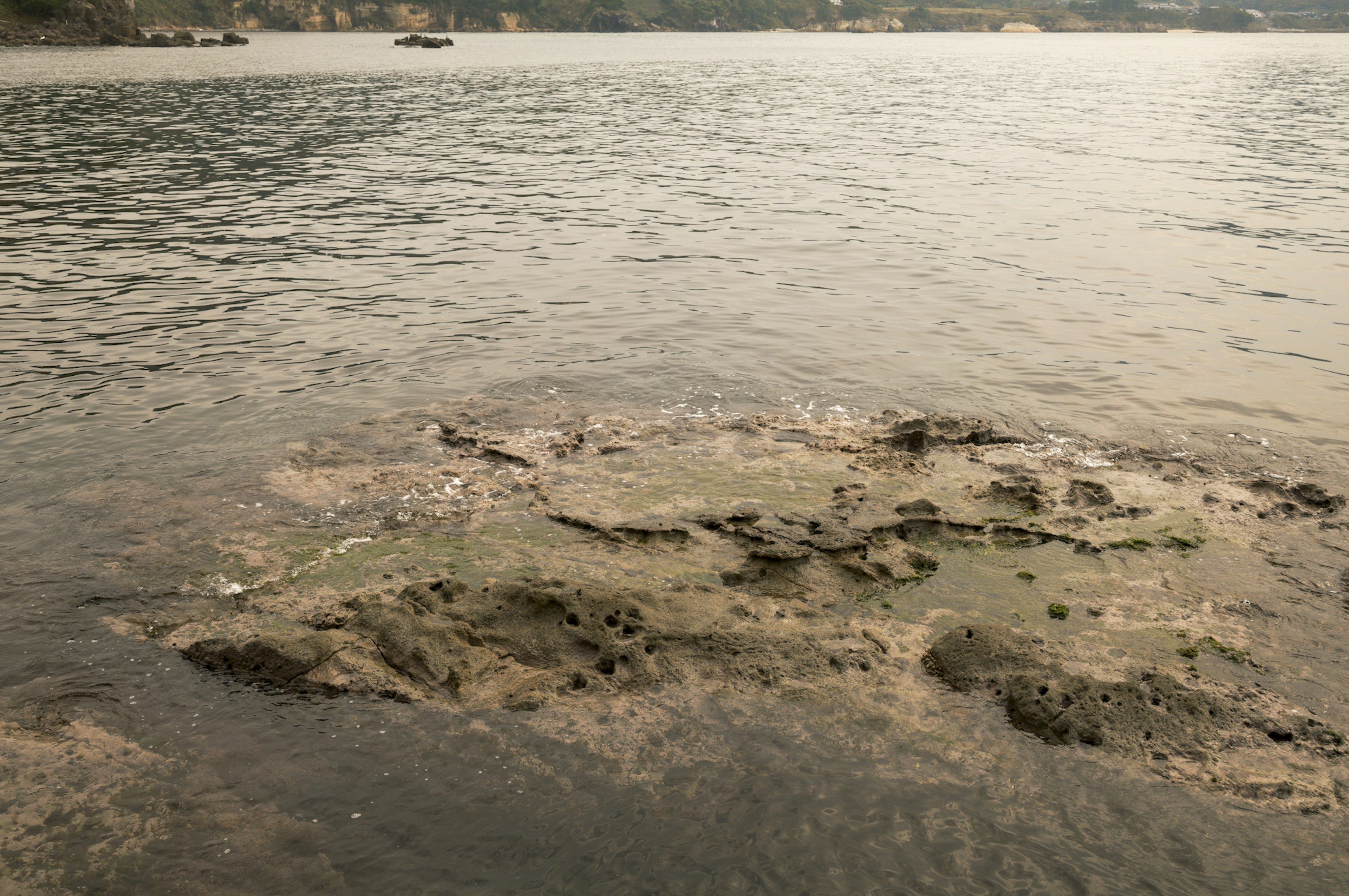 Émerge de rochers avec des algues dans une eau calme