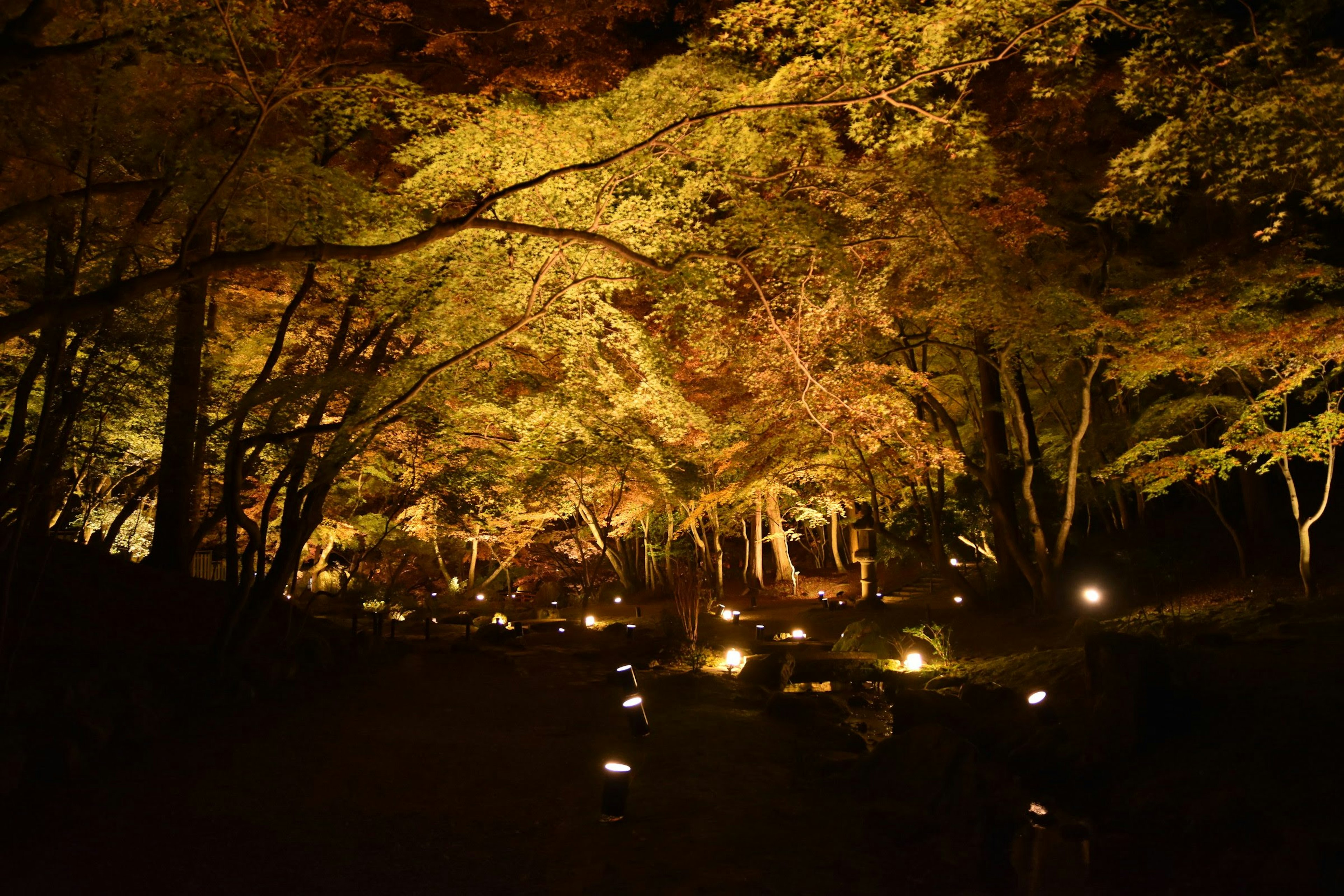 Beleuchtete Bäume und Laternen in einer ruhigen Herbstnacht