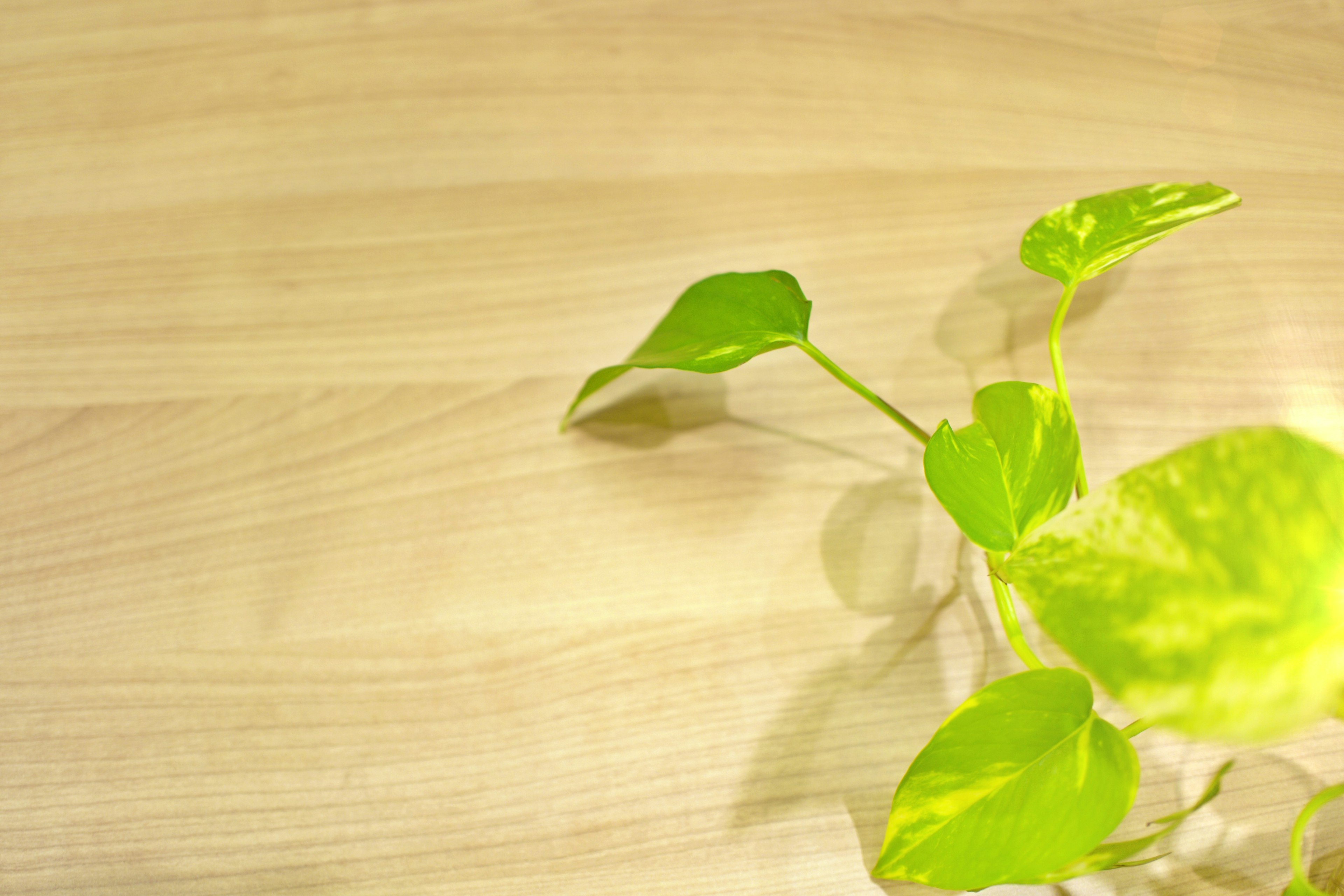 Close-up of a green-leaved plant on a wooden table