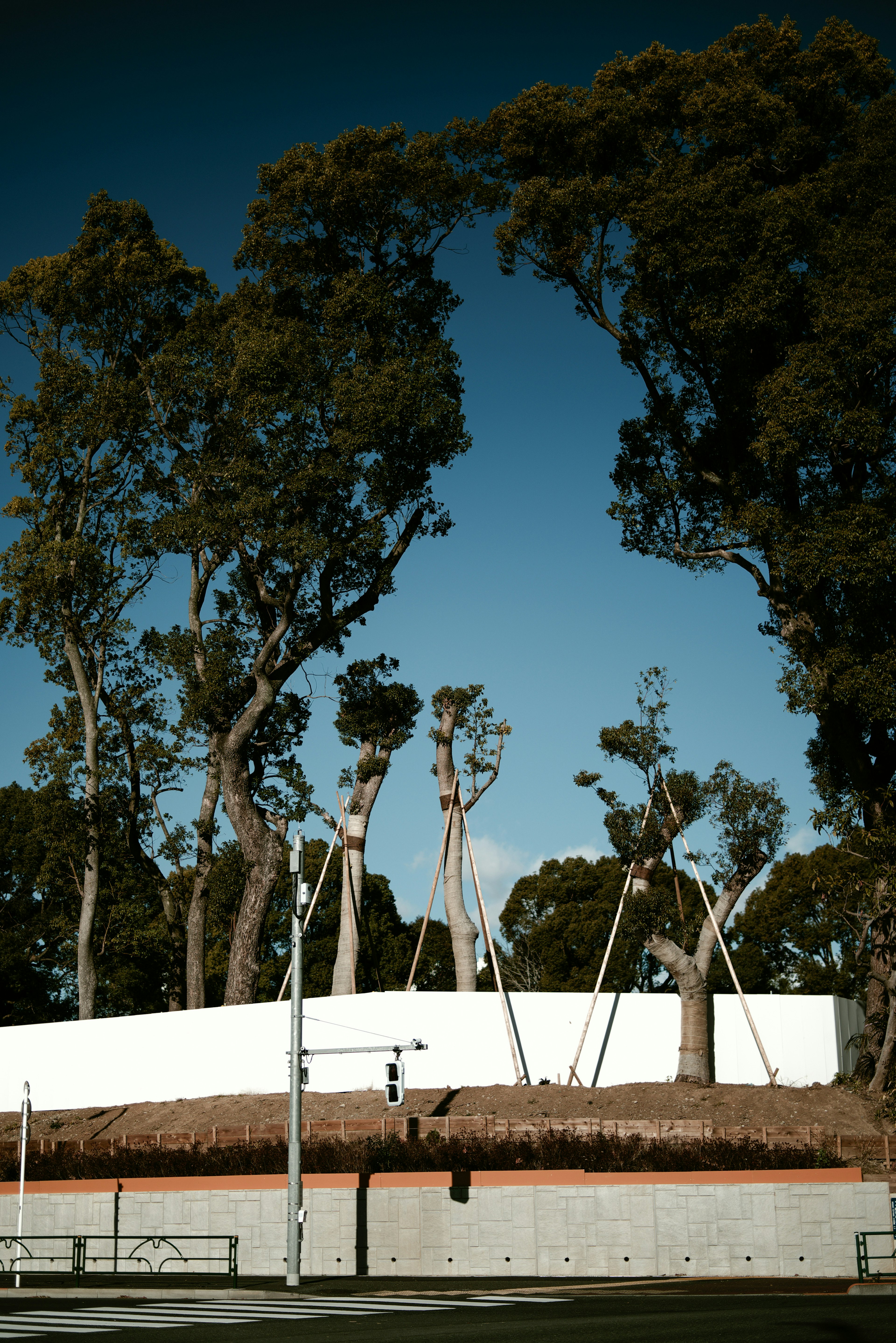 Árboles altos frente a una pared blanca bajo un cielo azul claro