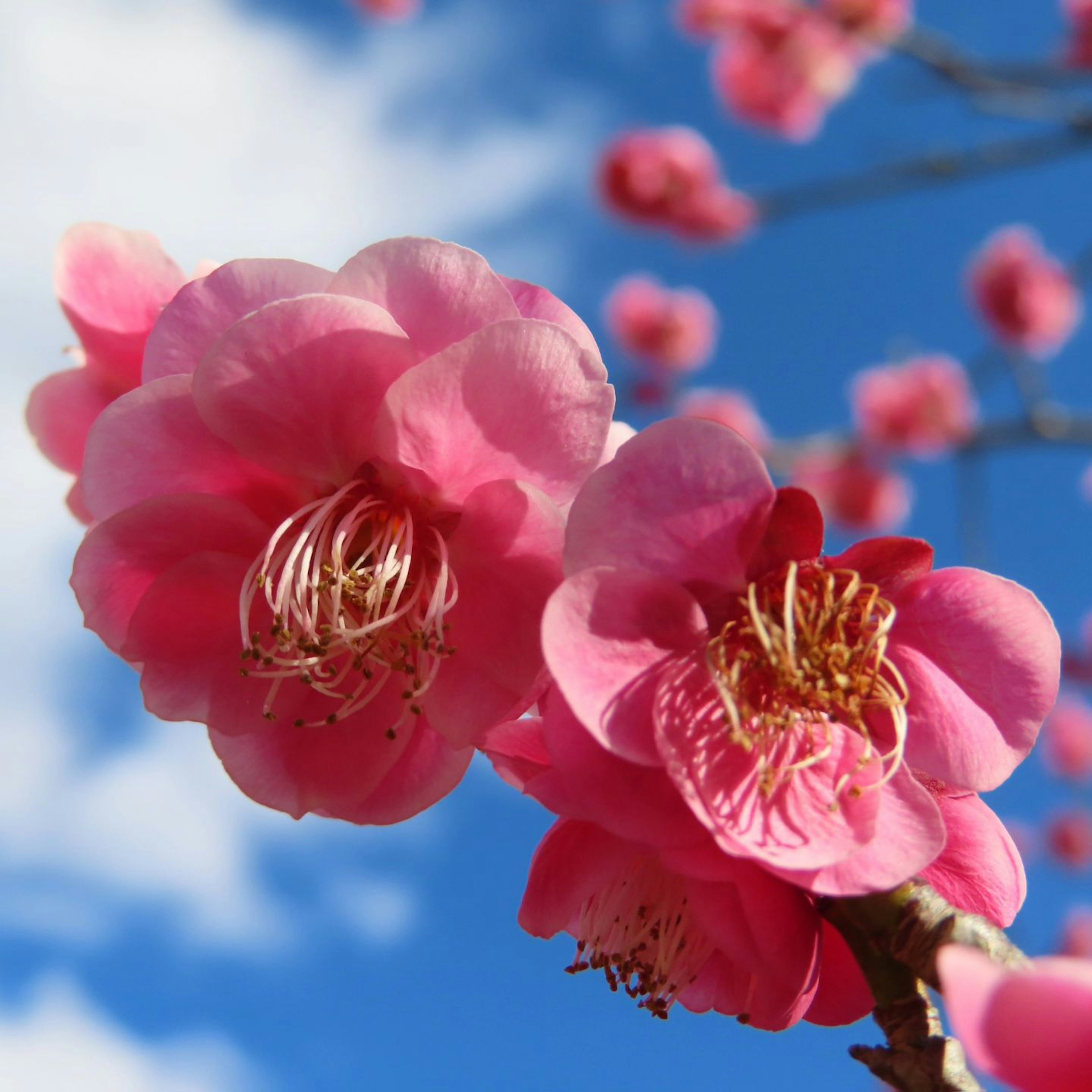 Nahaufnahme von rosa Blumen, die unter einem blauen Himmel blühen