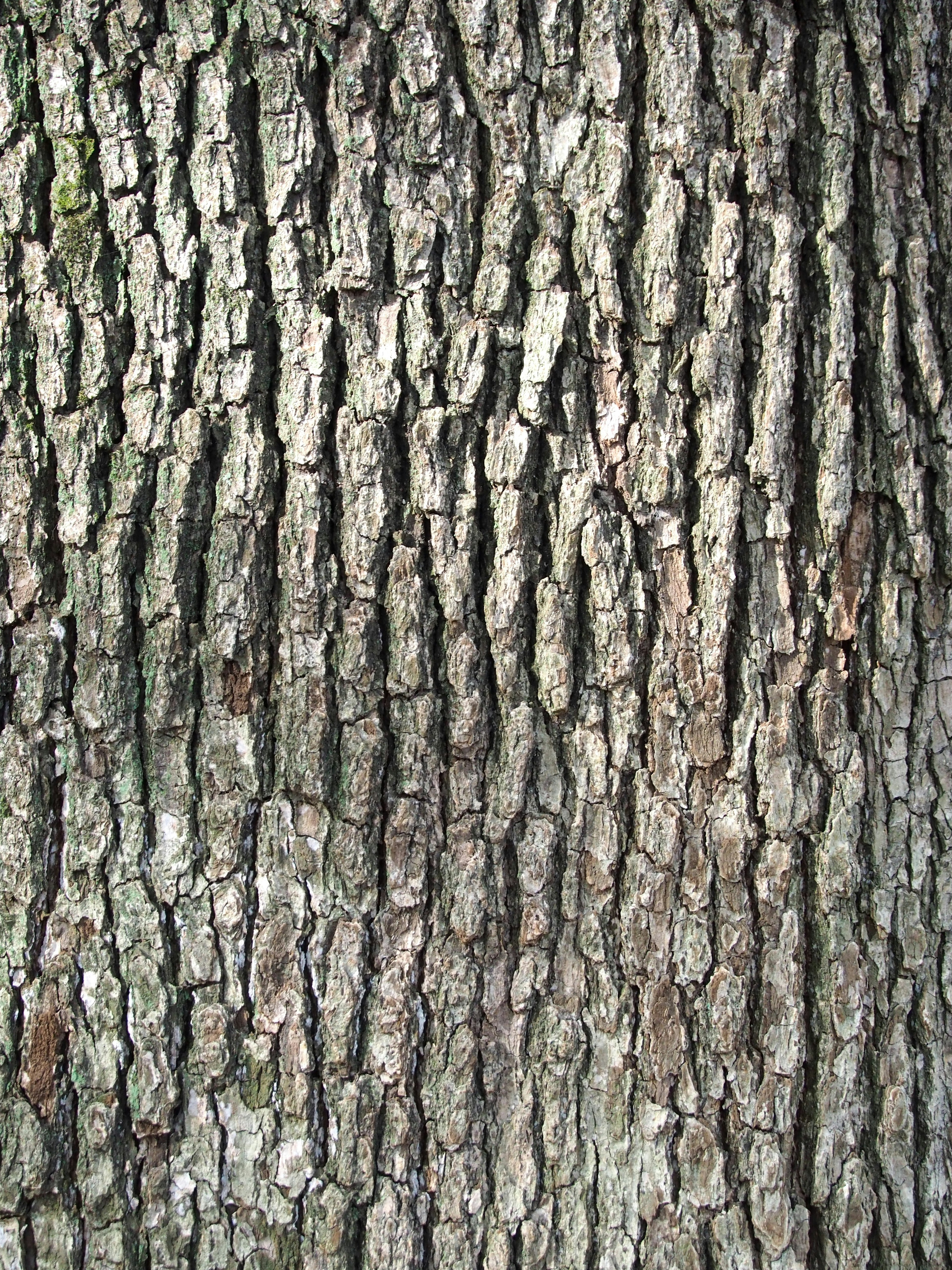 Textured surface of a tree trunk featuring vertical grooves and ridges in various shades of gray