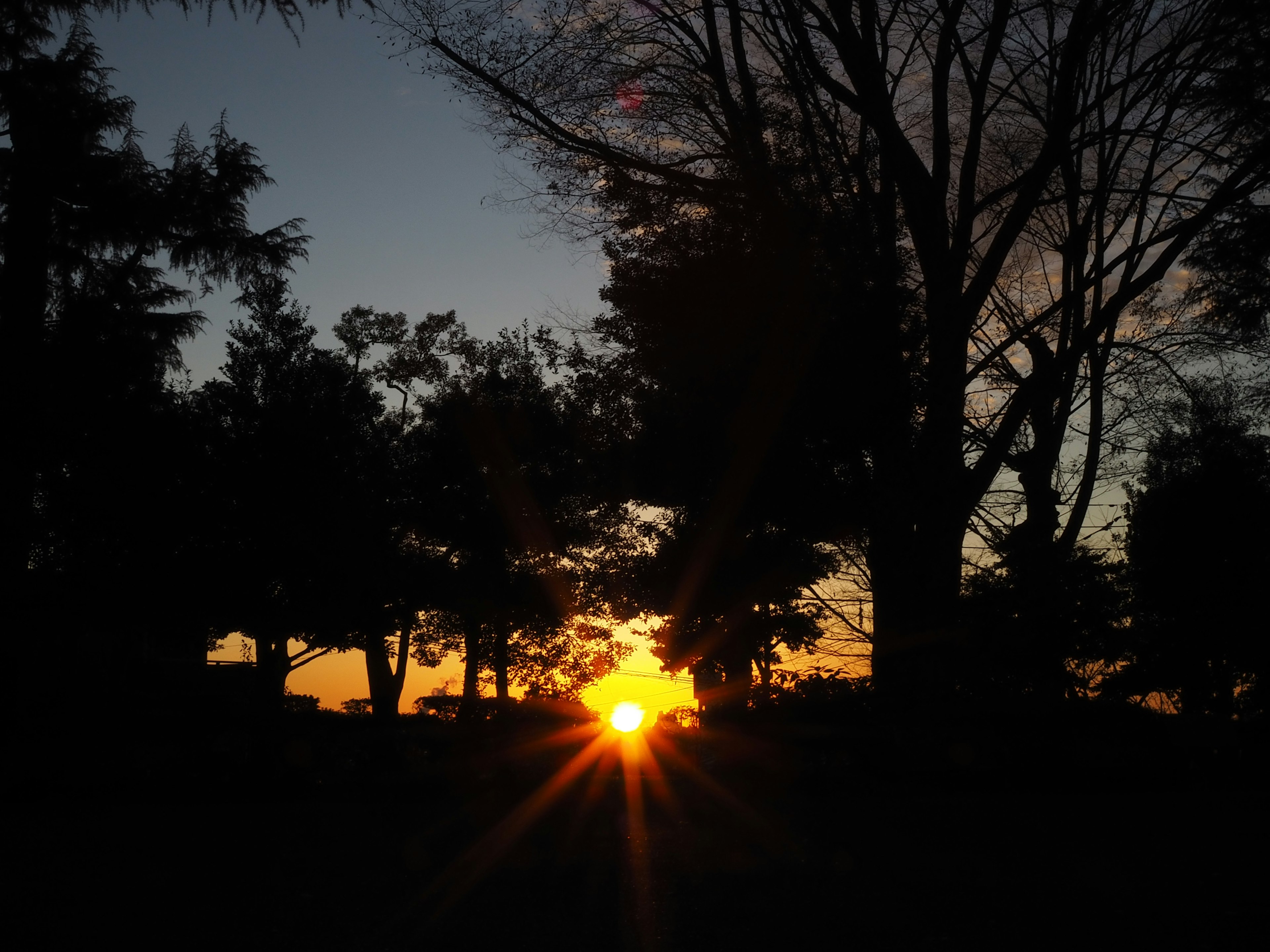 Sonnenuntergang durch die Silhouetten von Bäumen