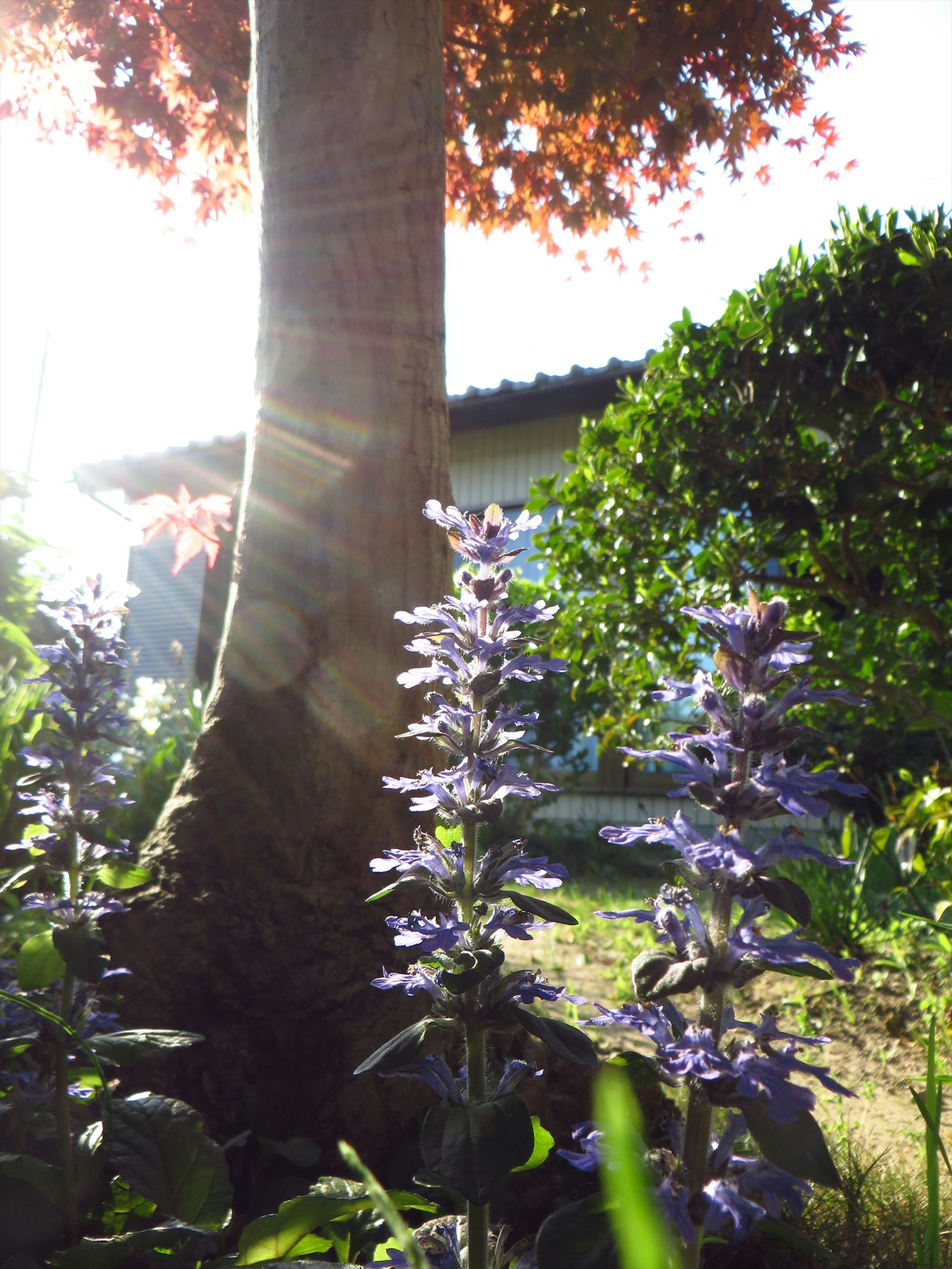 明るい光の下で咲く紫色の花と大きな木の幹