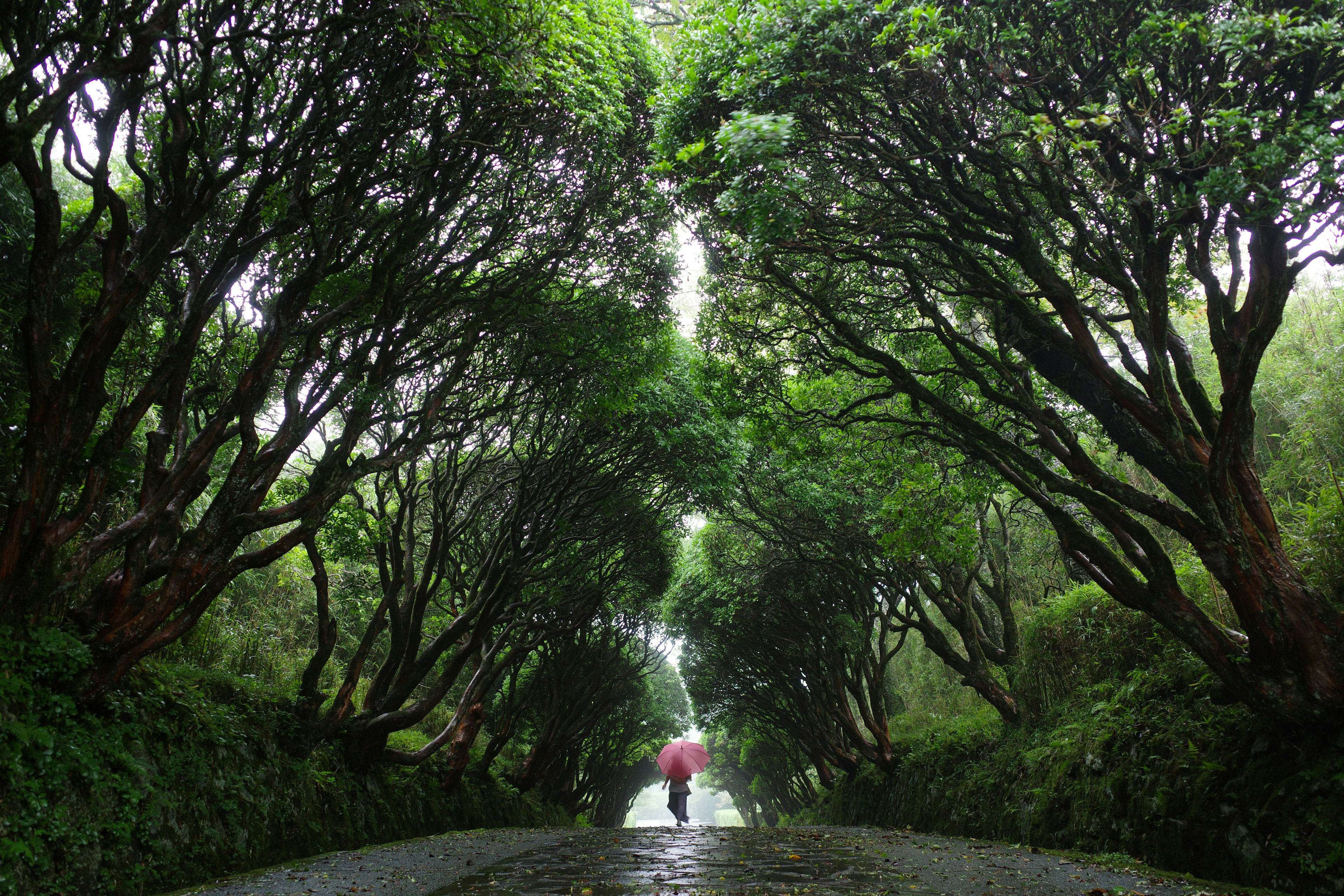 Une personne marchant sous un parapluie rouge sur un chemin entouré d'arbres verts luxuriants