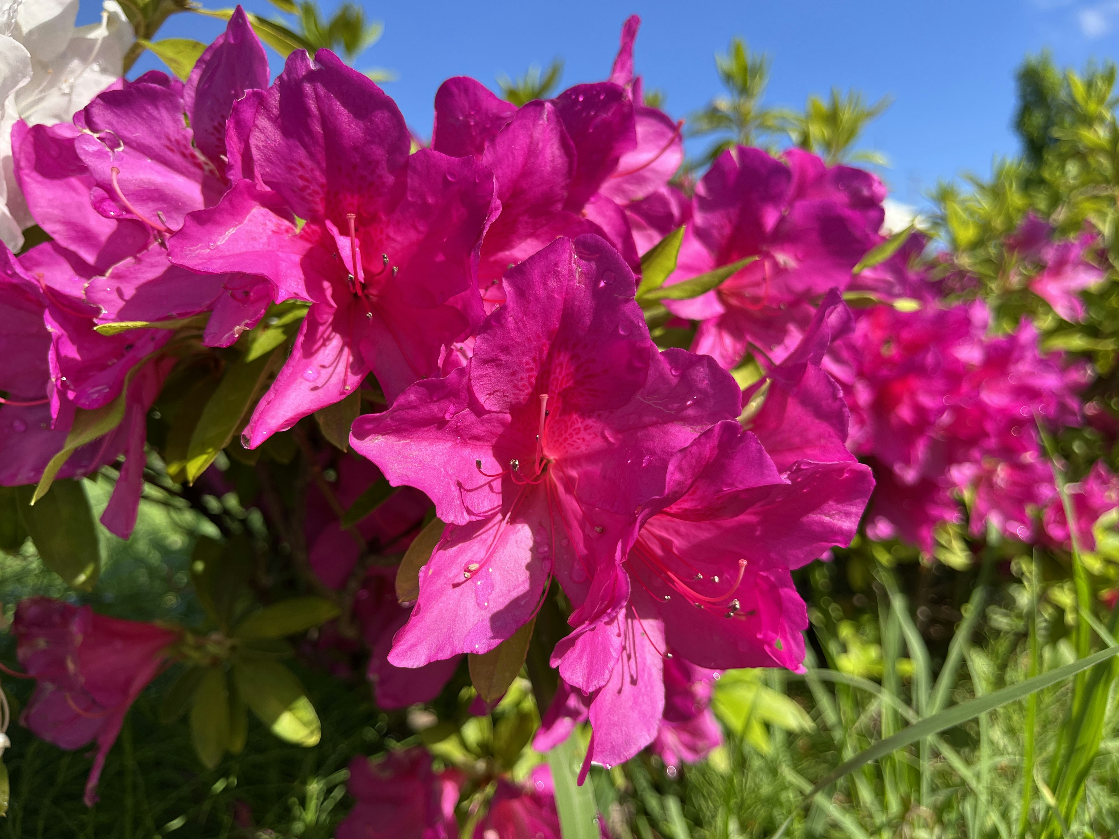 Vibrant pink azalea flowers adorned with water droplets