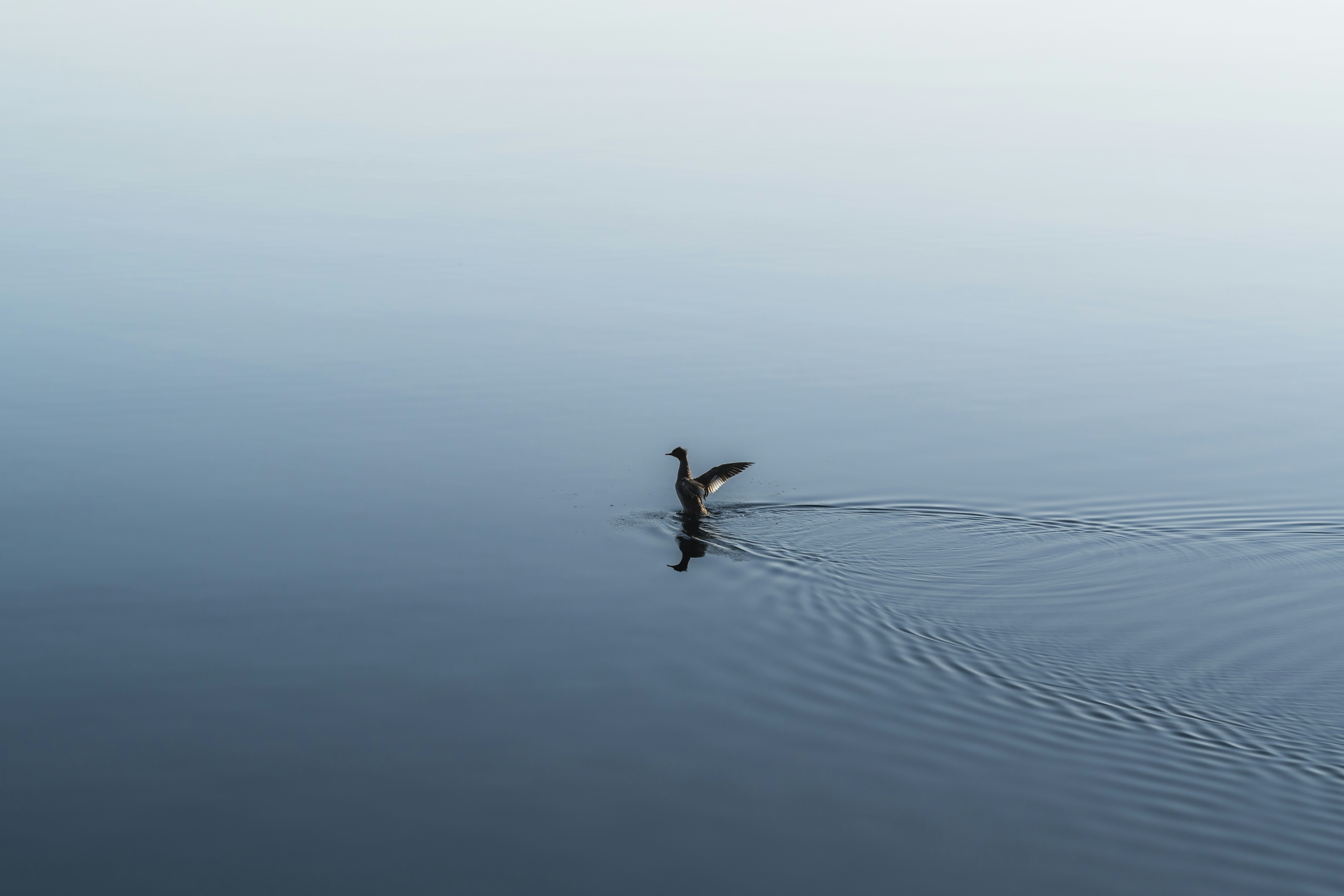 Silhouette of a bird swimming on a calm water surface