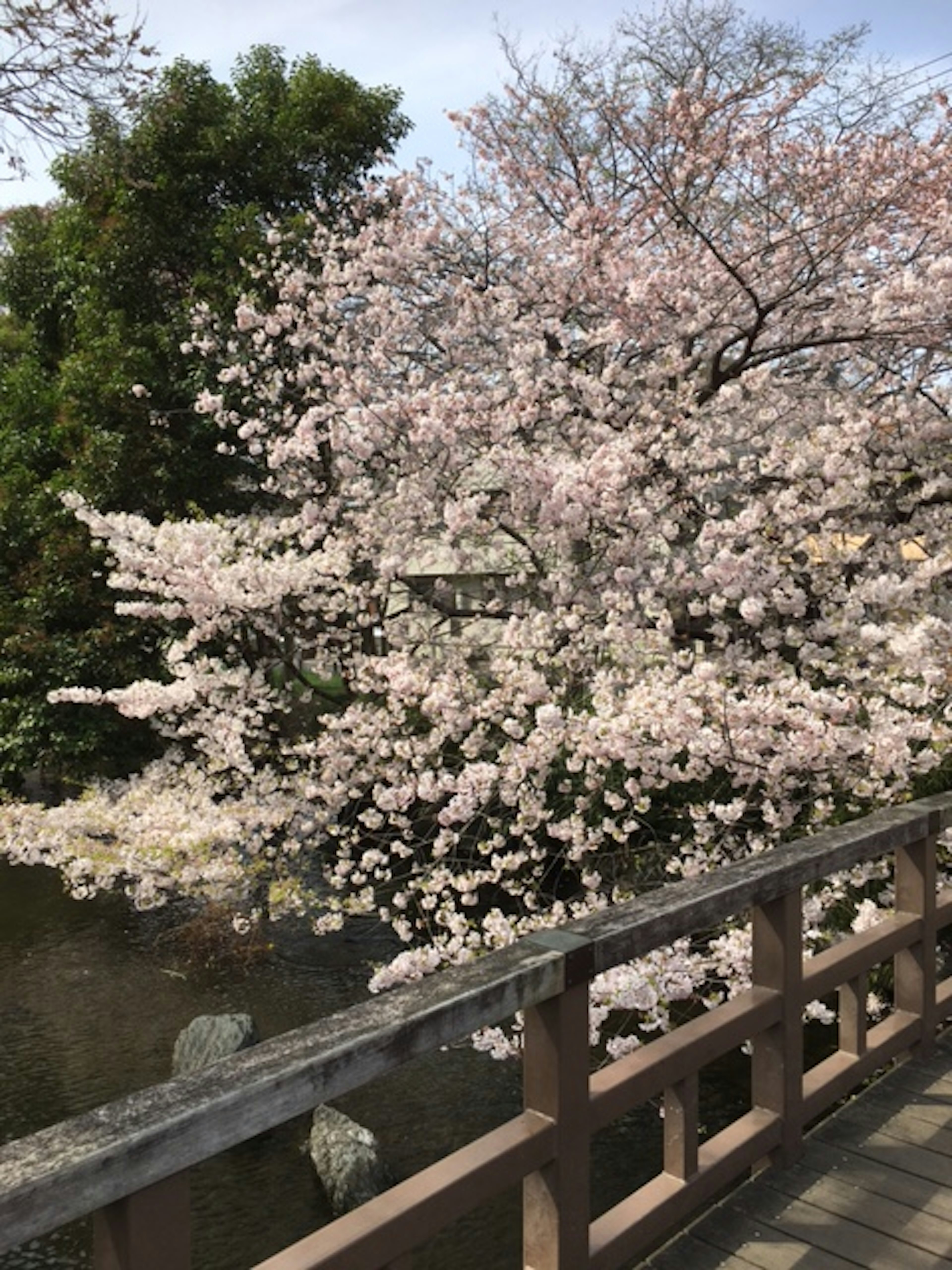 桜の木が咲いている池の近くの橋