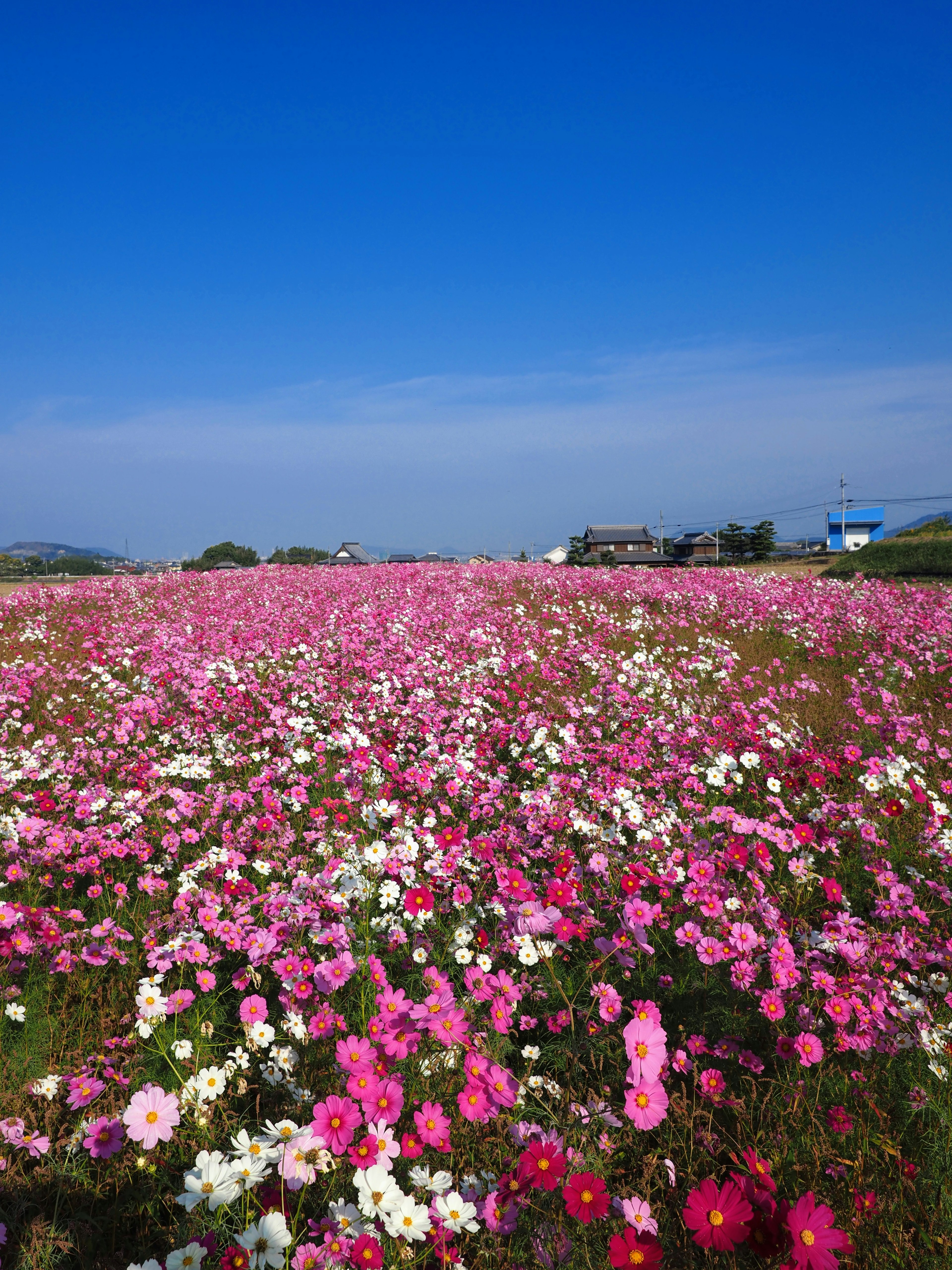 Vibrant flower field under a blue sky