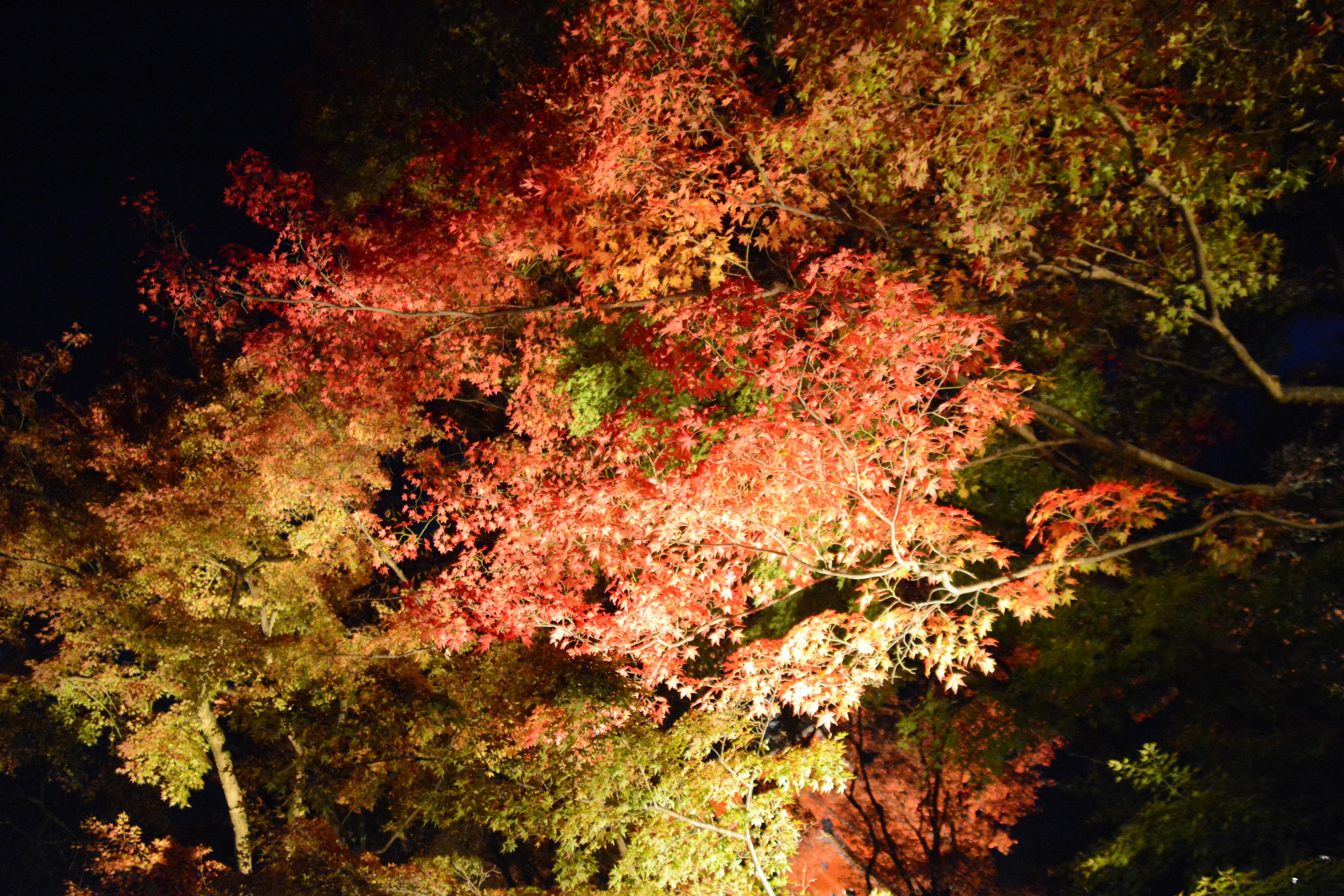 Illuminated autumn leaves at night