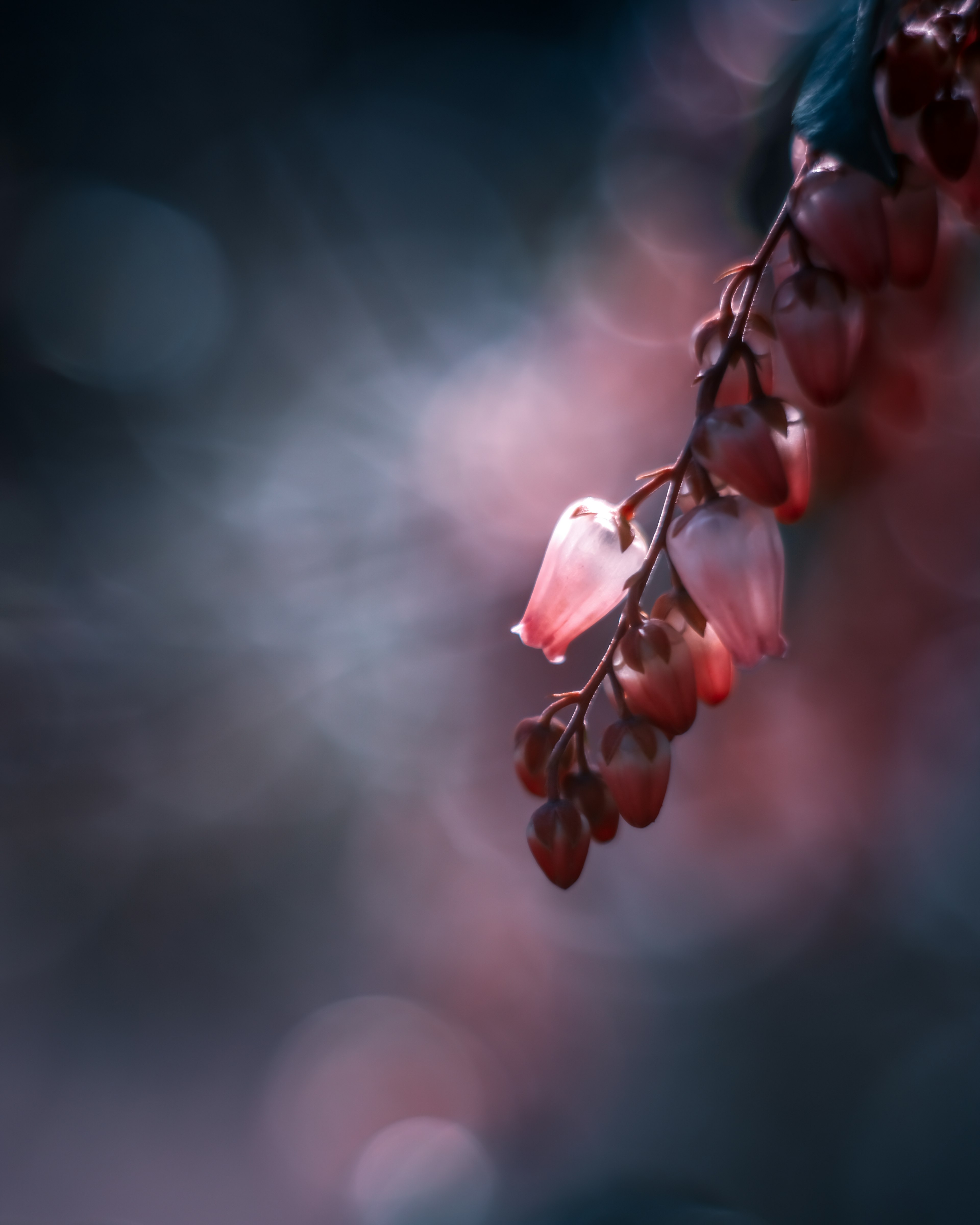 Beautiful image of red flower buds emerging against a dim background