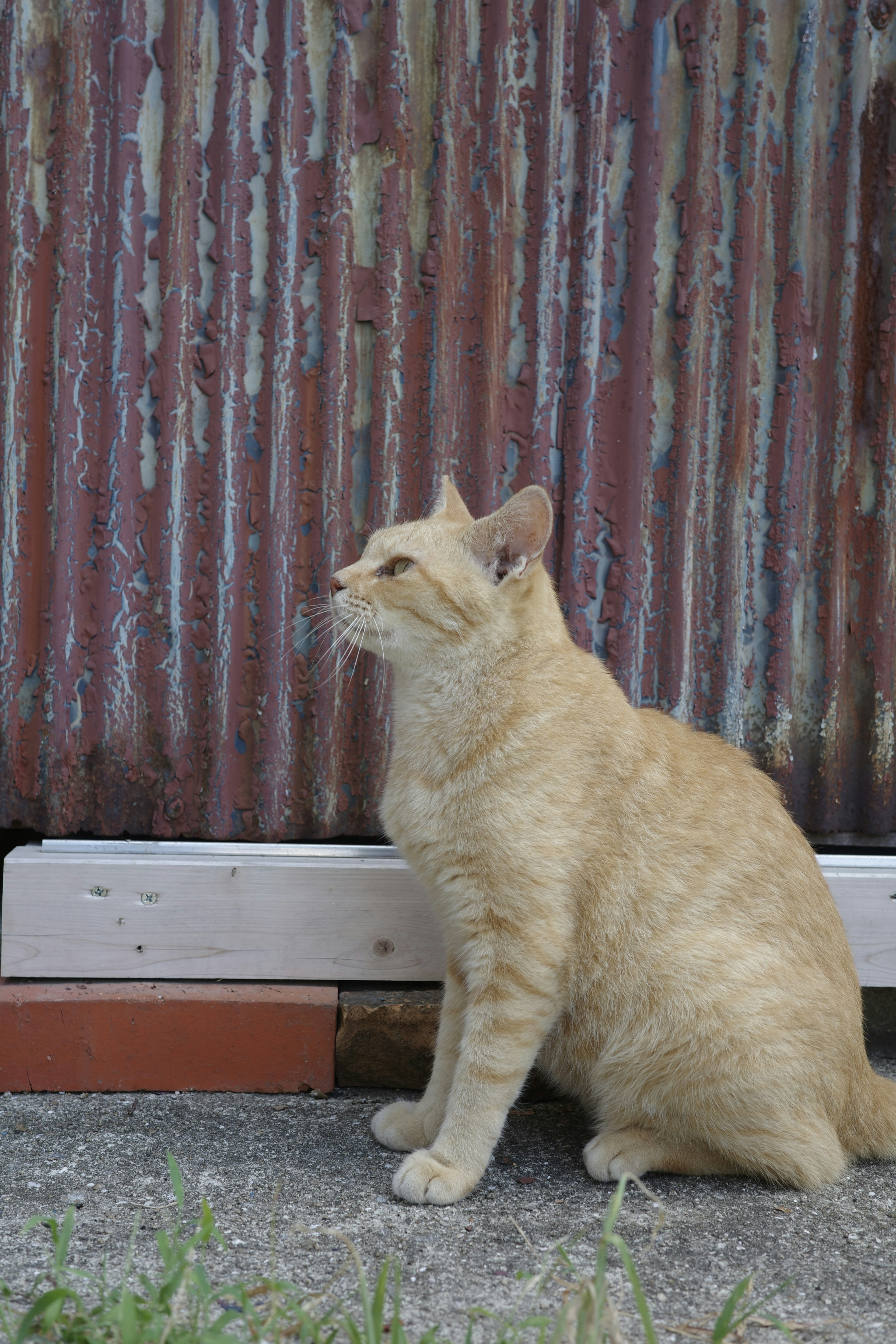 Un gatto marrone seduto davanti a un vecchio muro di metallo