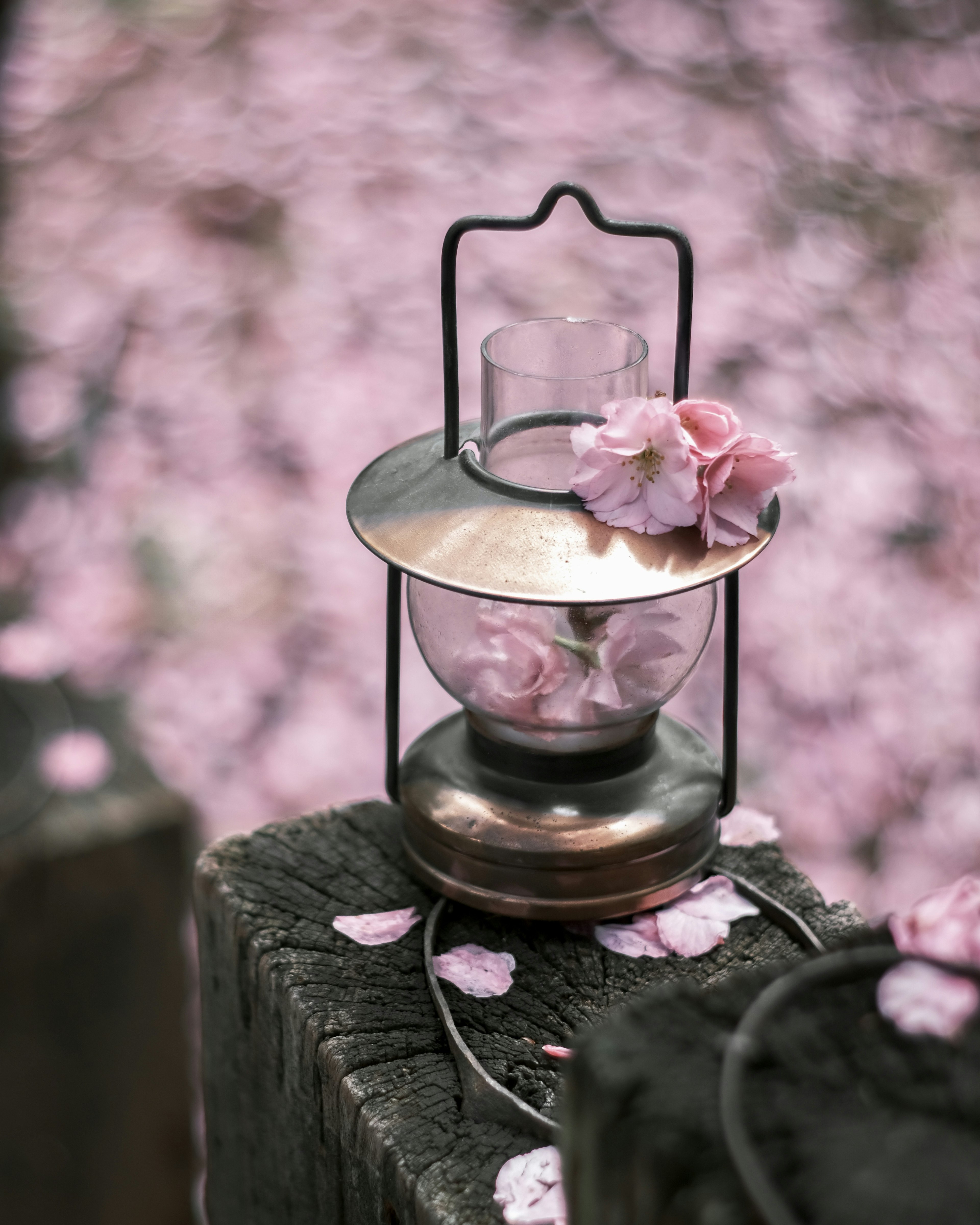 Antique lantern adorned with pink flowers on a bed of cherry blossom petals